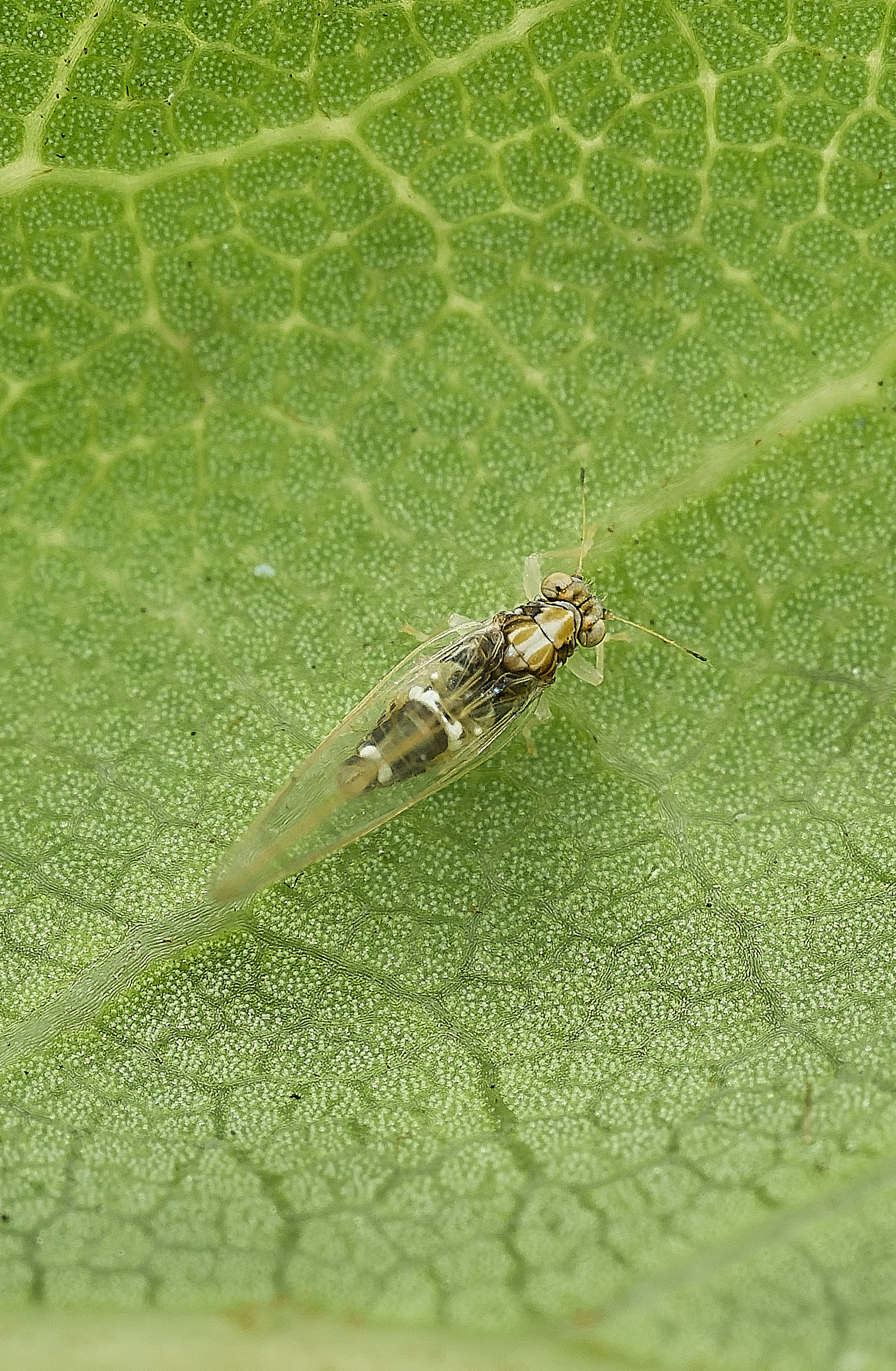 AylshamPsyllid230726-4