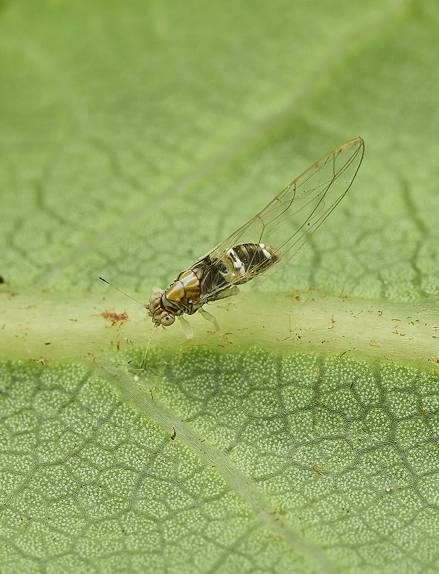 AylshamPsyllid230726-5