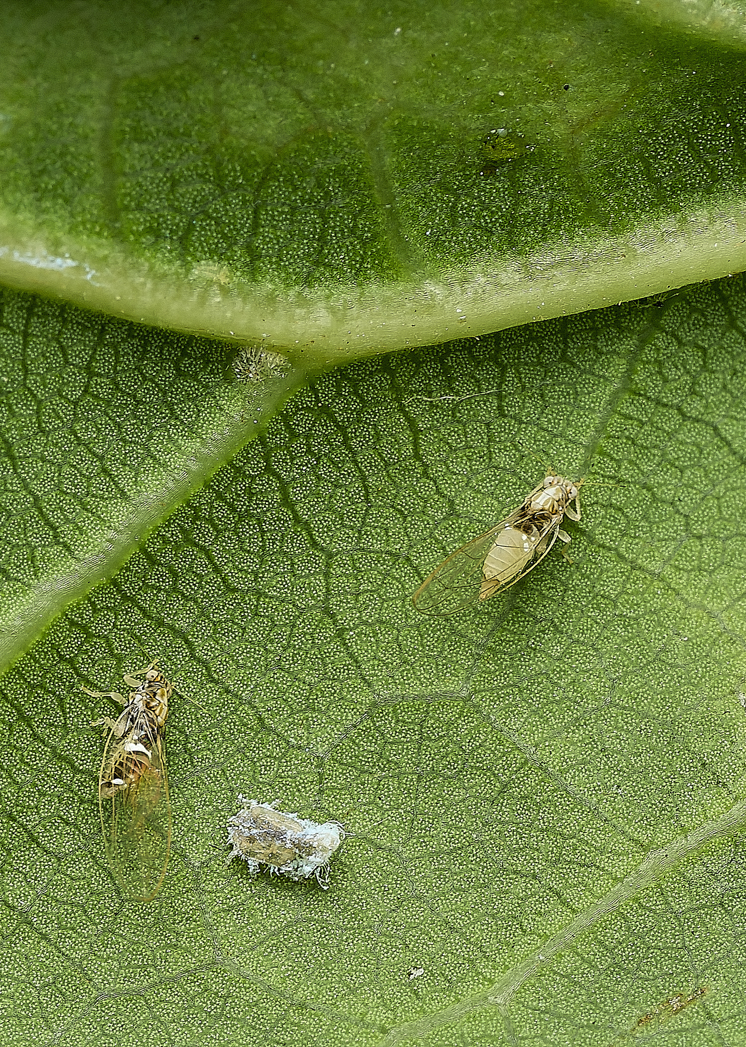 AylshamPsyllid230726-6