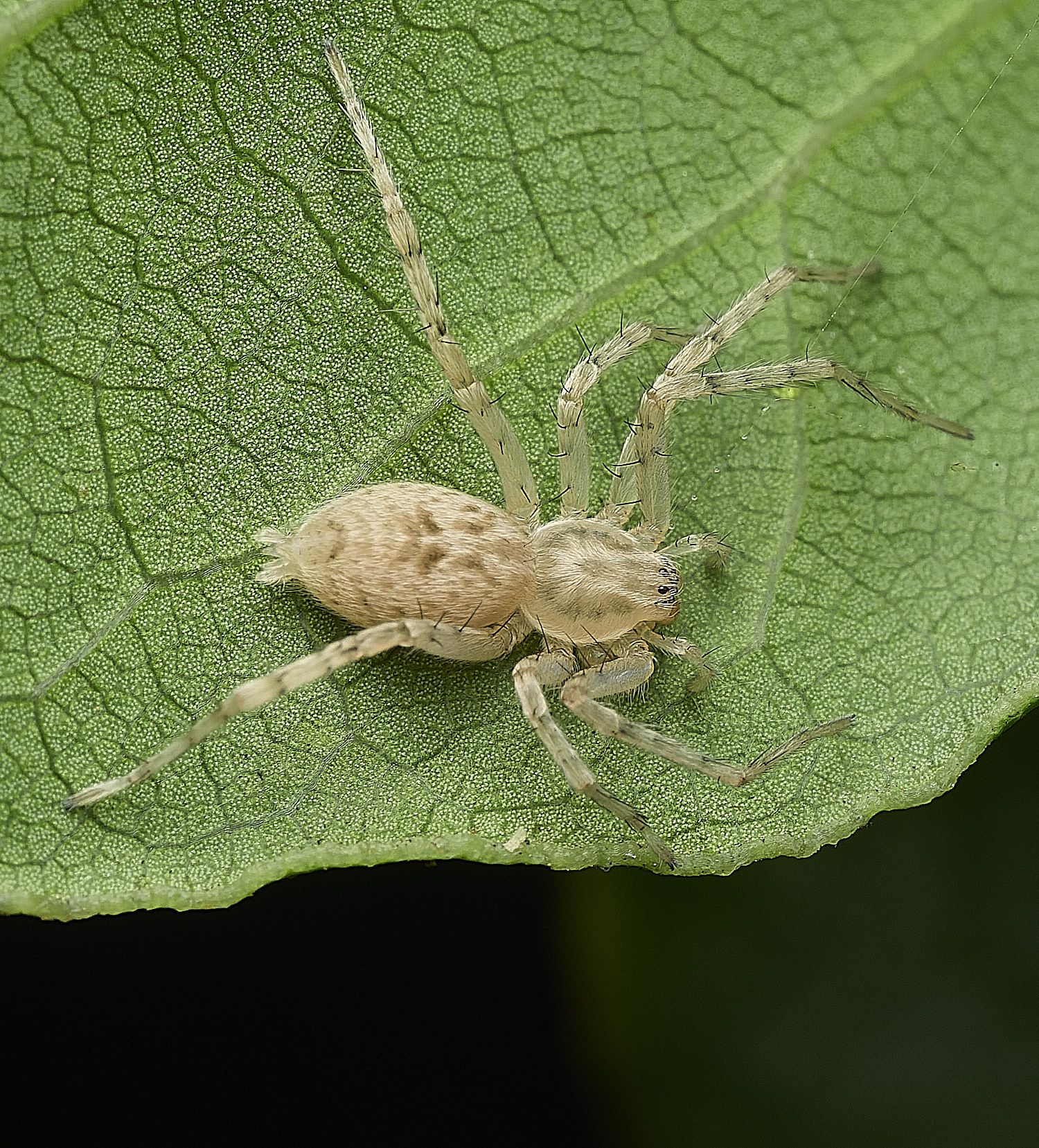 AylshamSpider1230726-1