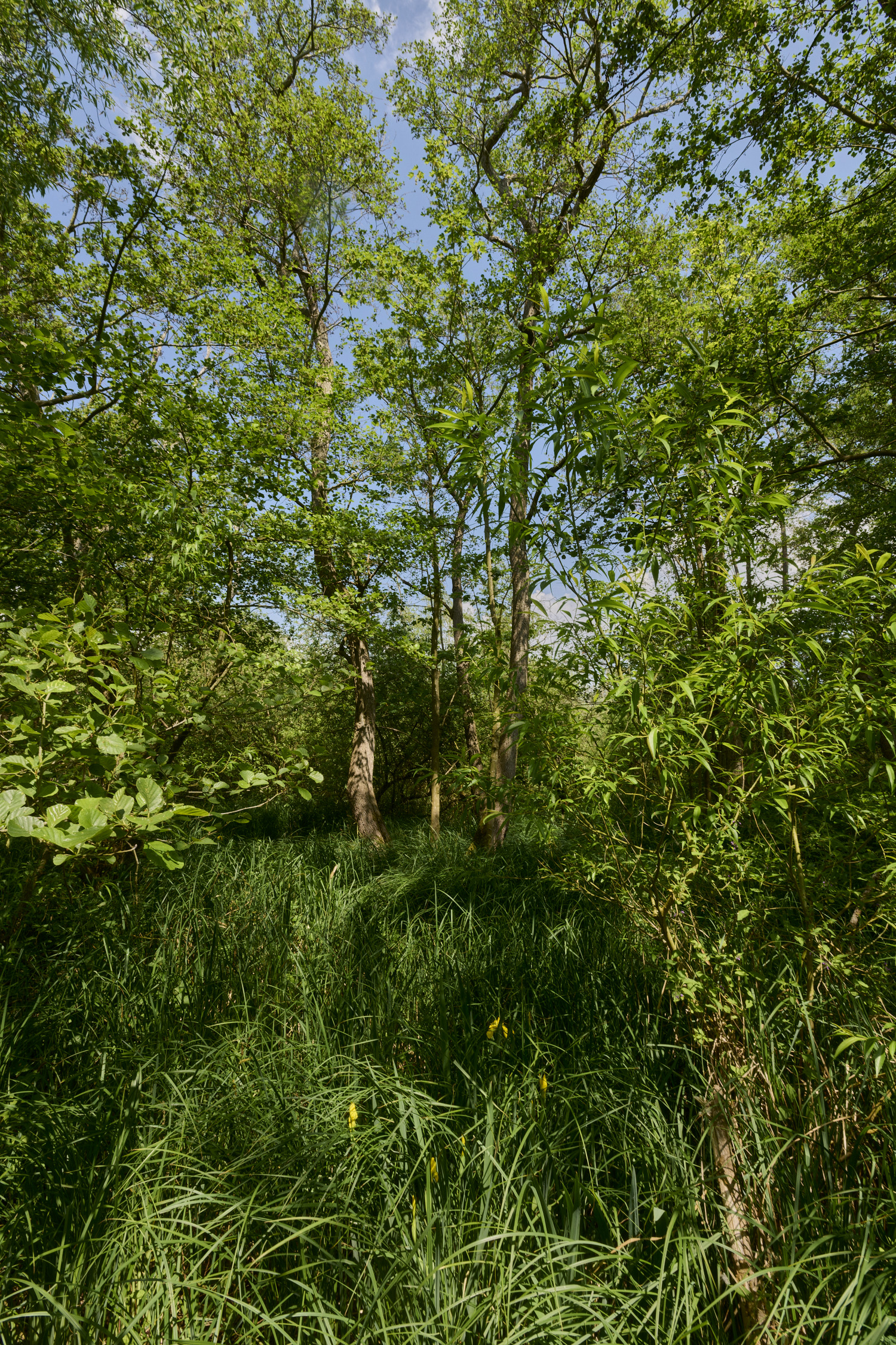 BartonBroad280526-1