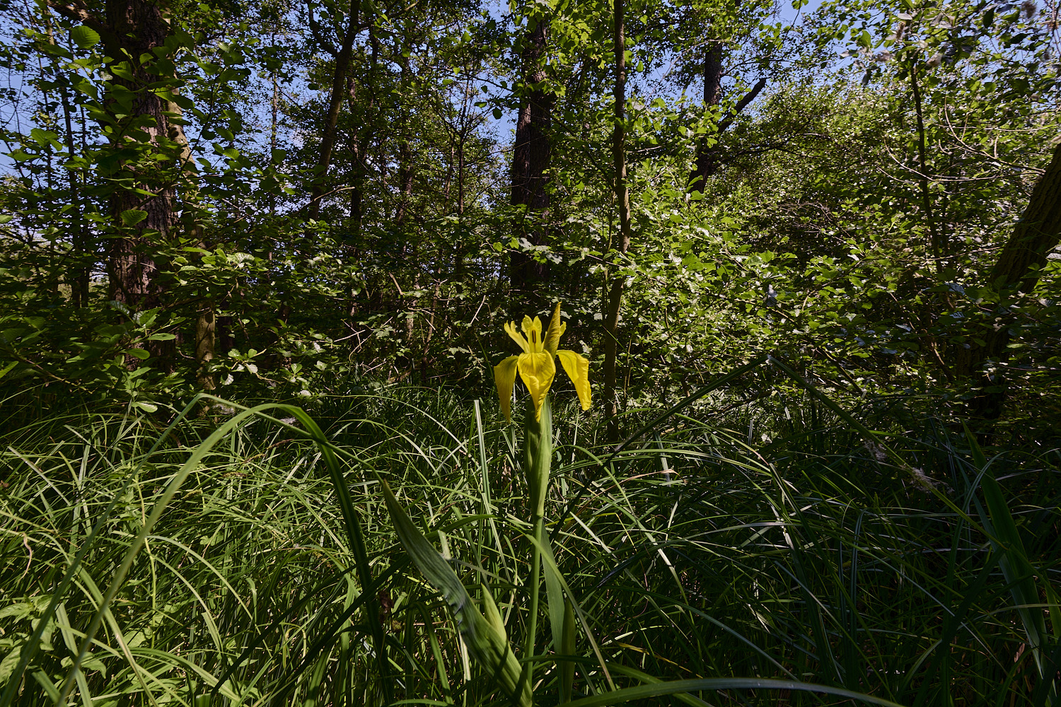 BartonBroad280526-2