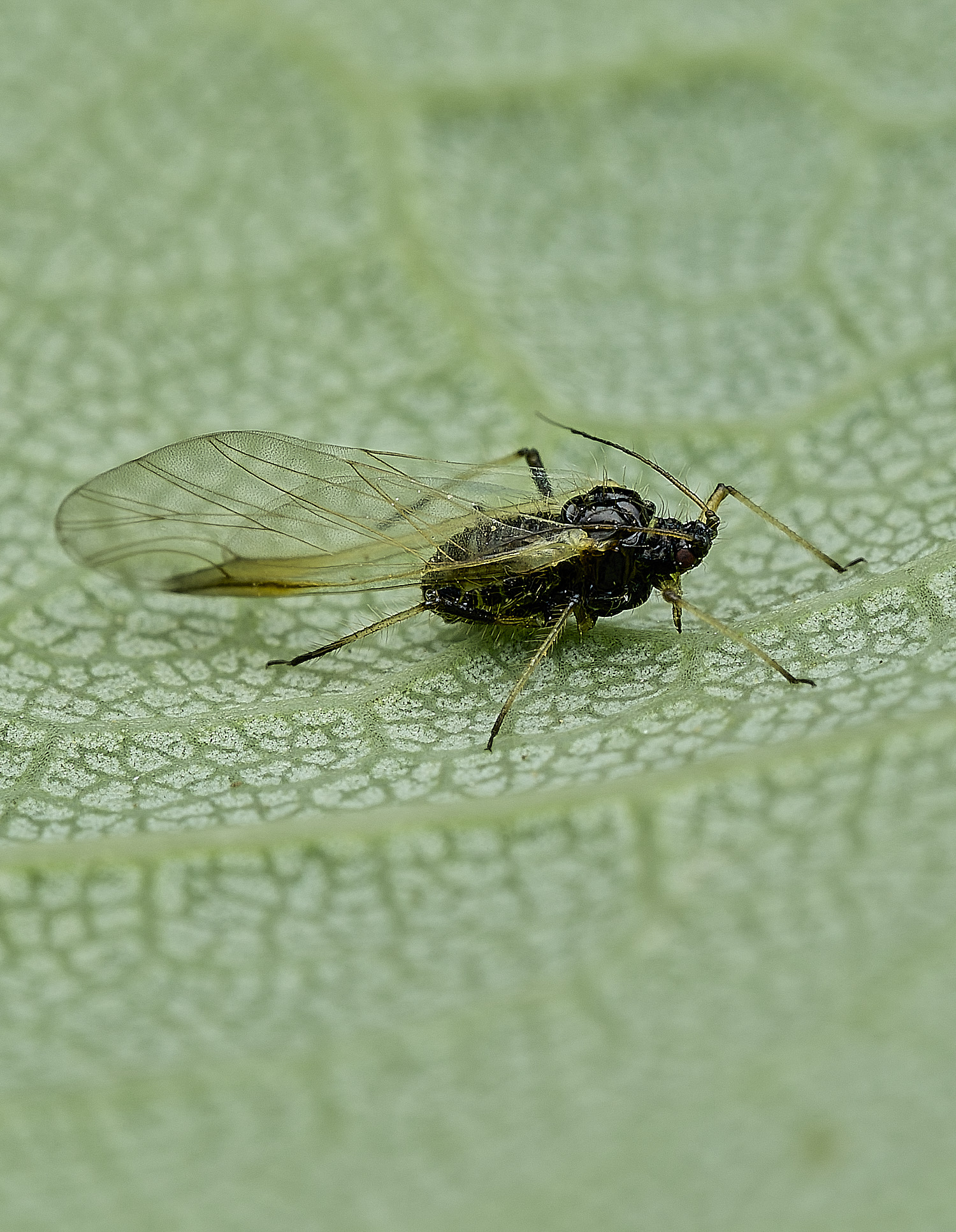 BartonBroadAphid2280526-2