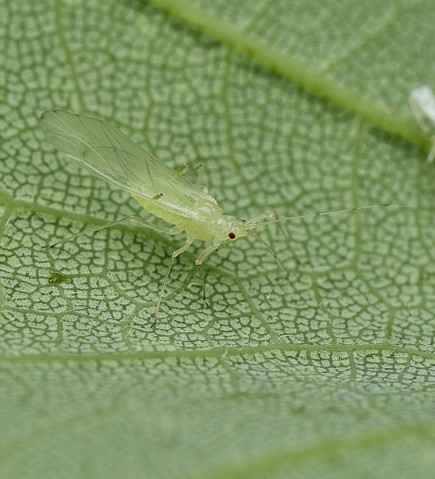 BartonBroadAphid280526-1