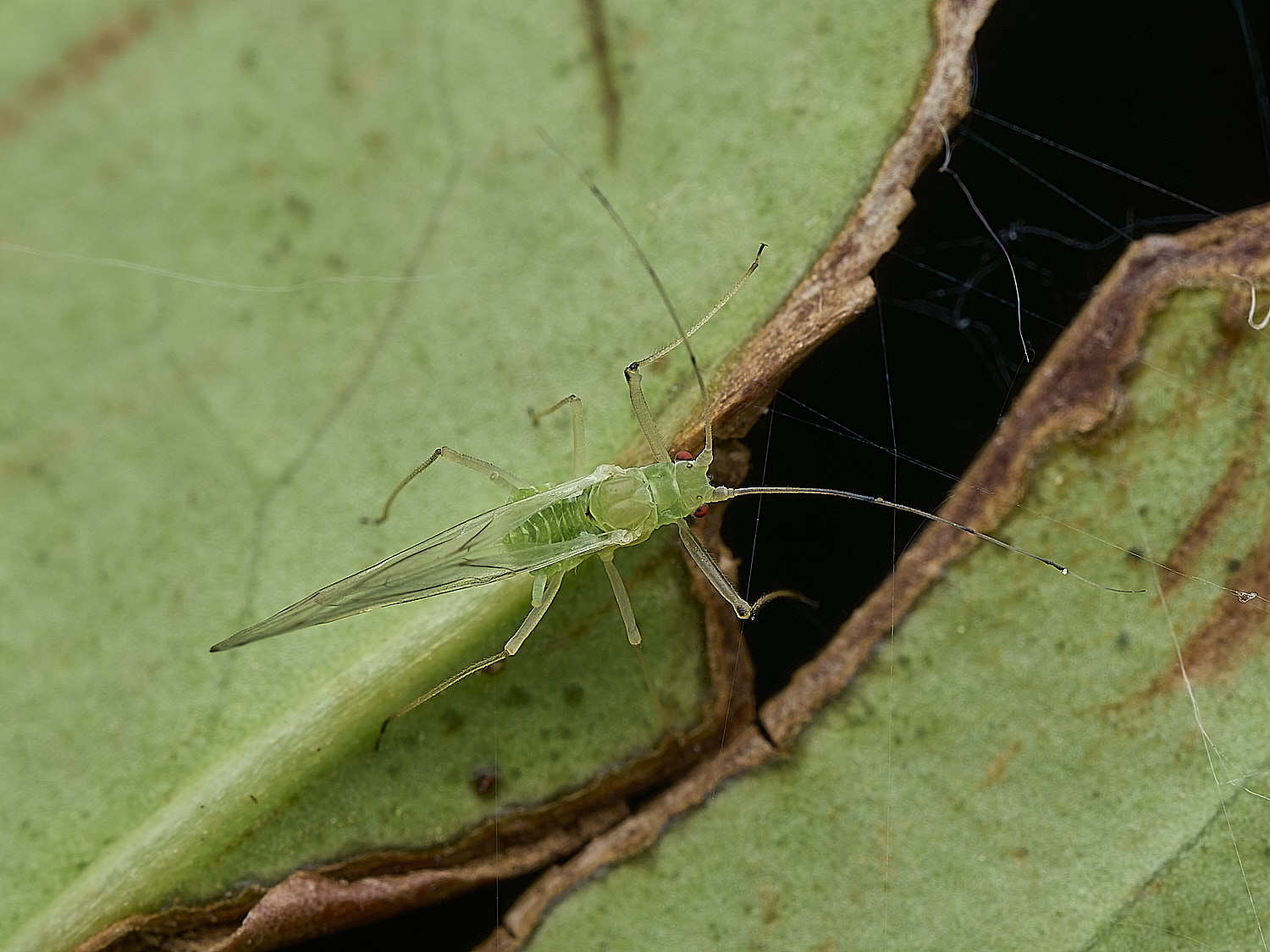 BartonBroadAphid3280526-1