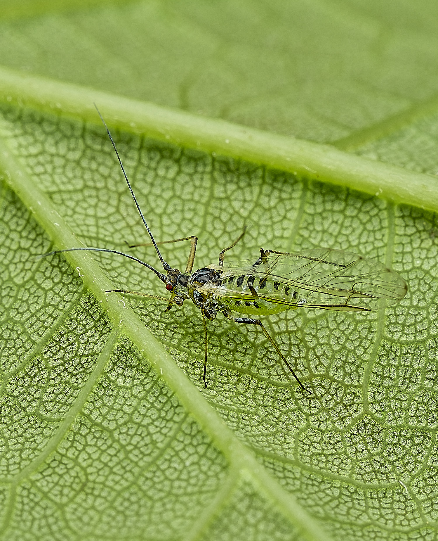 BartonBroadAphidSp4280526-2