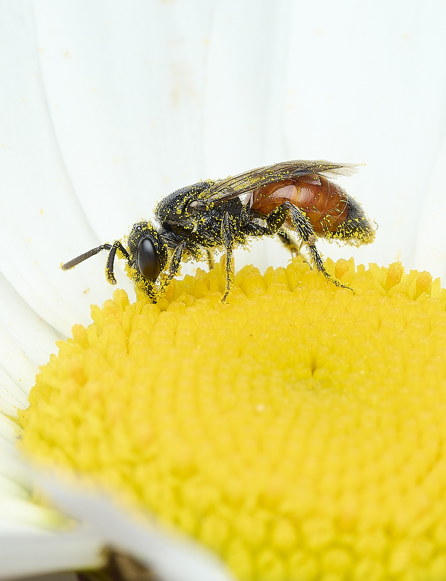 BartonBroadBloodBee280526-1