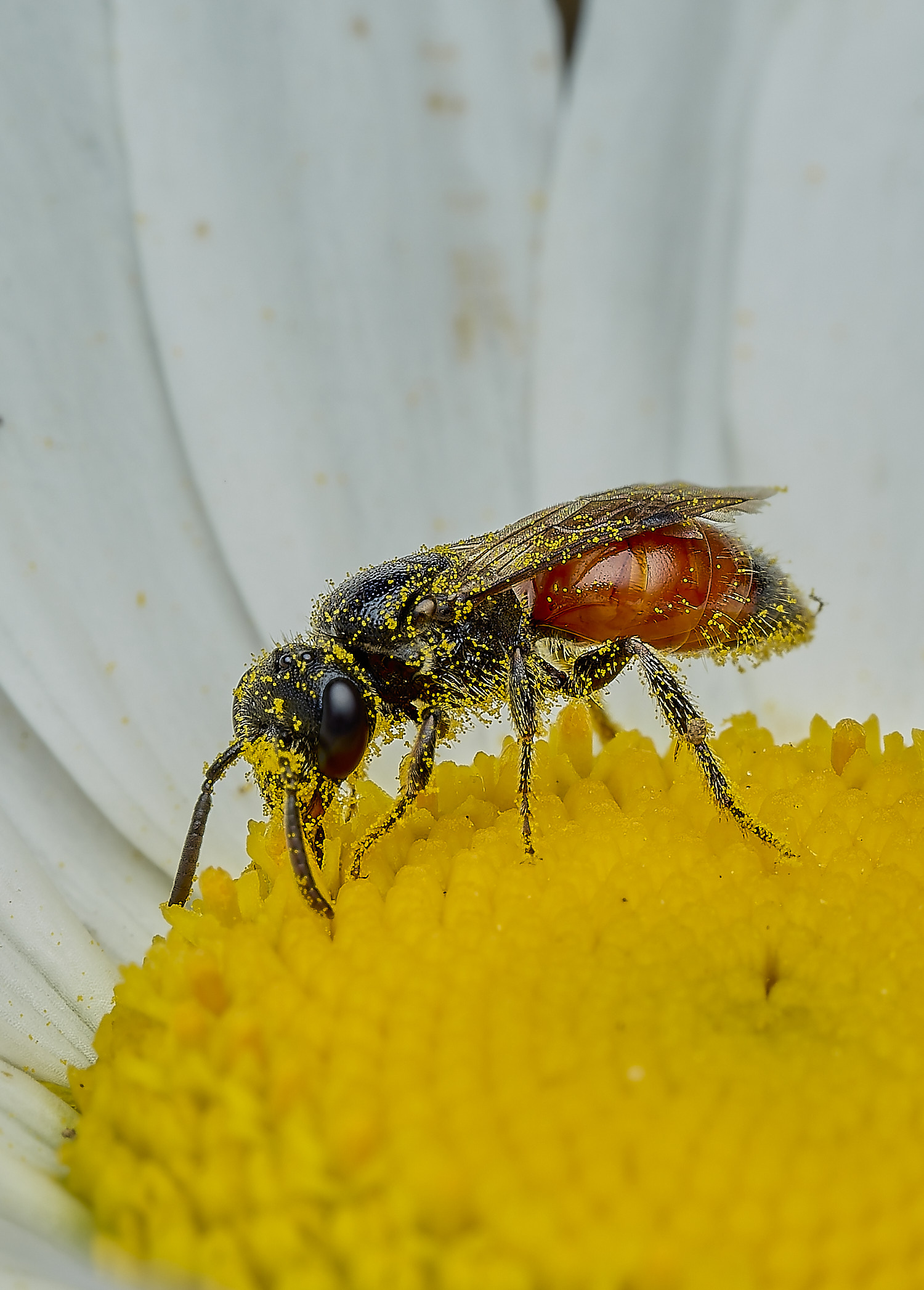 BartonBroadBloodBee280526-2