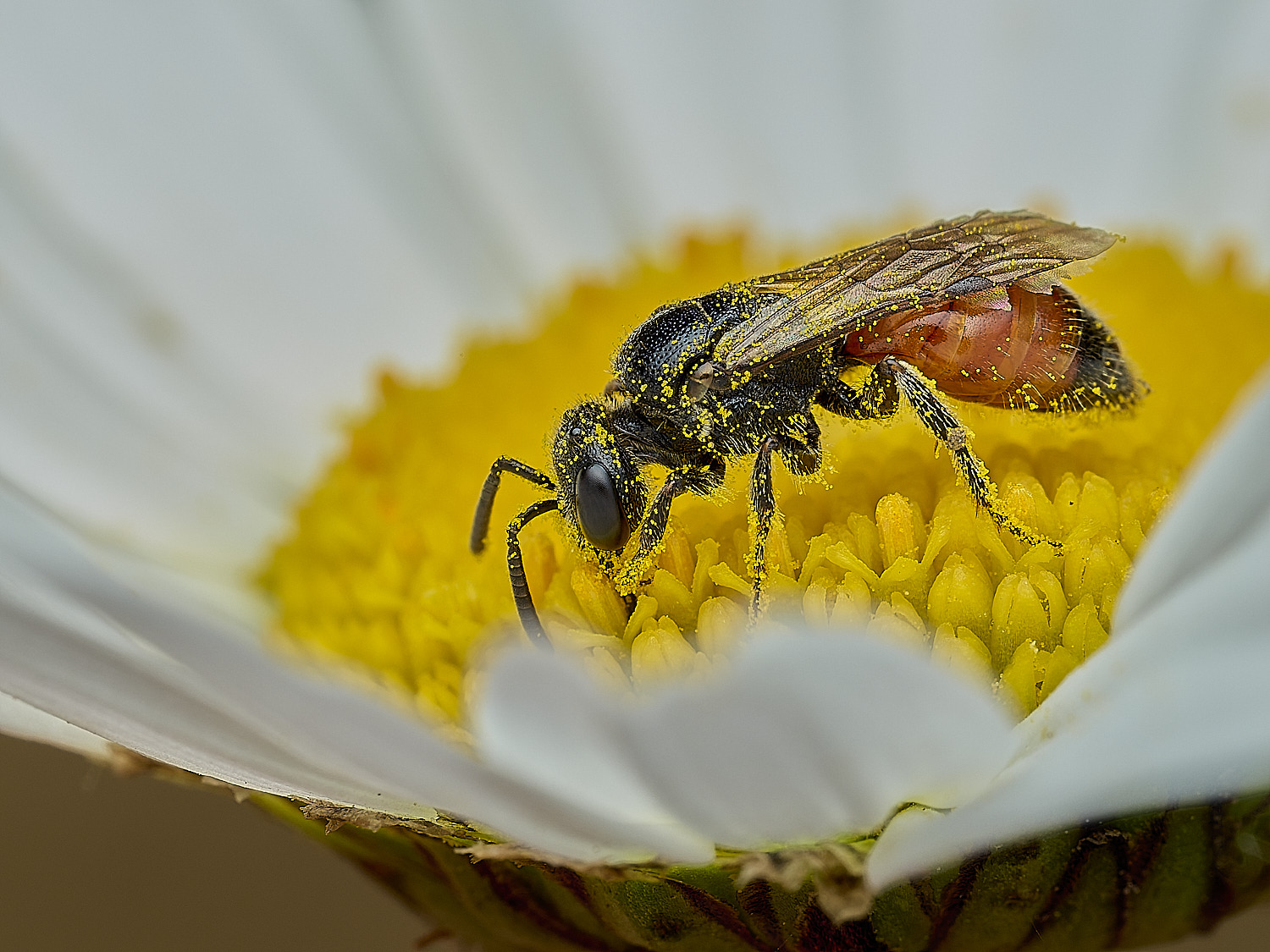 BartonBroadBloodBee280526-3