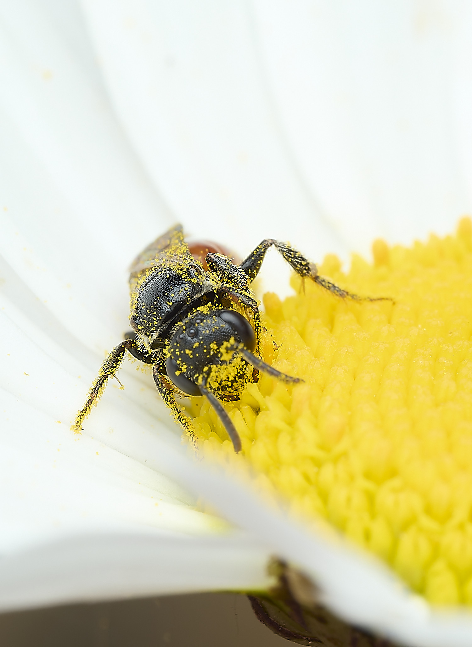 BartonBroadBloodBee280526-4
