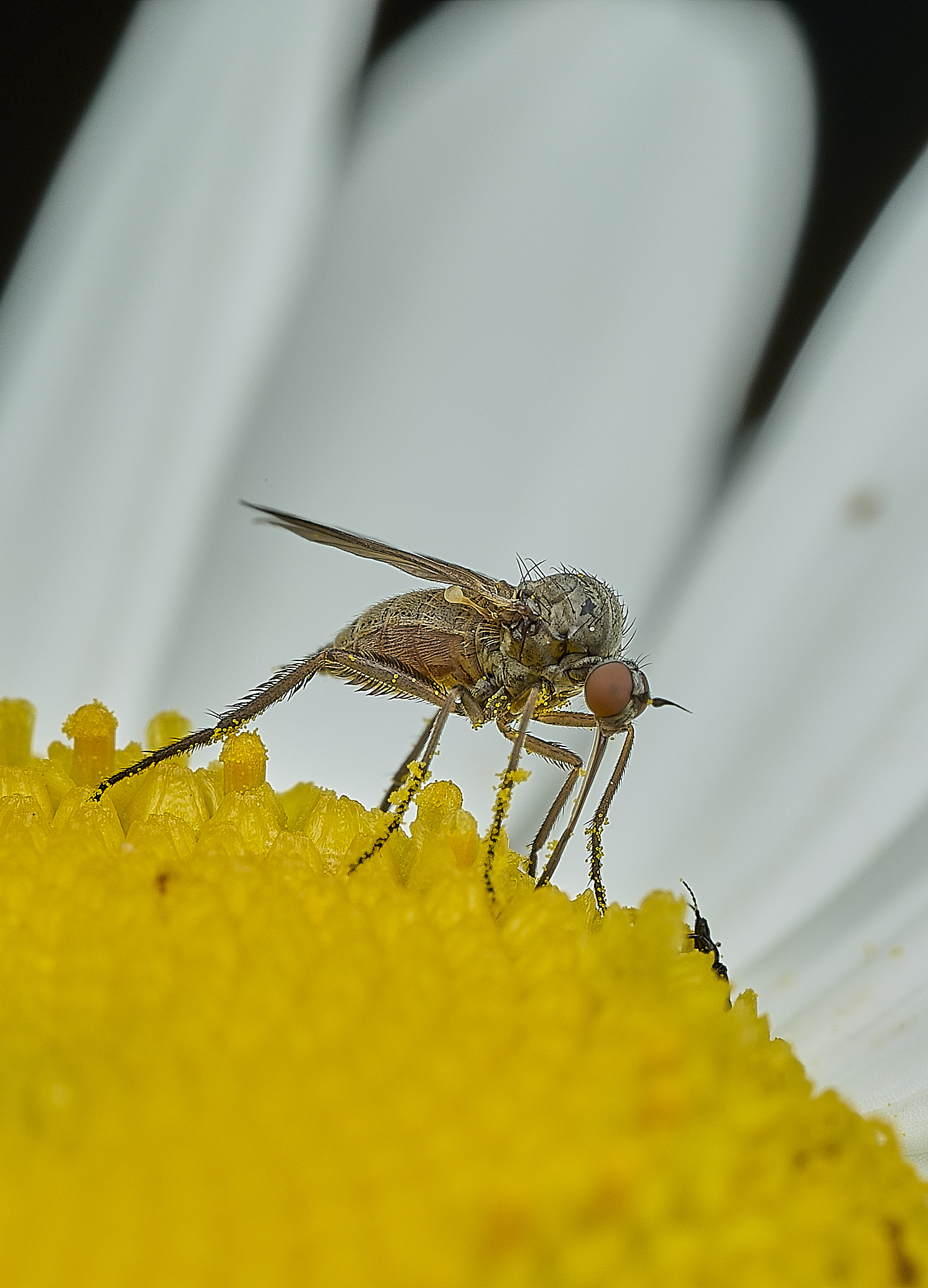 BartonBroadDaggerFly280526-1