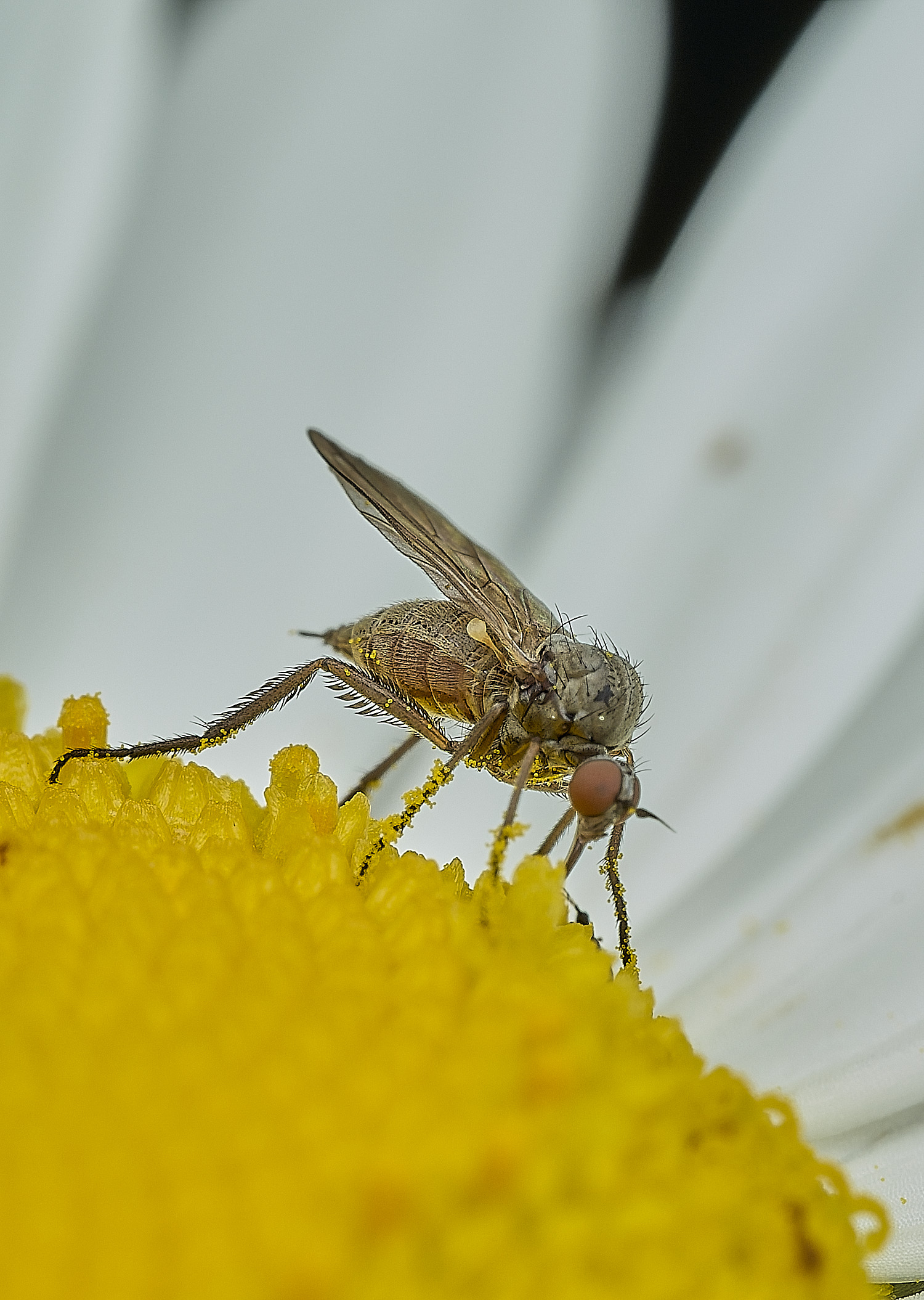 BartonBroadDaggerFly280526-2