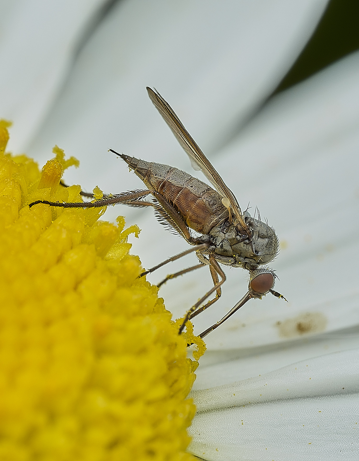 BartonBroadDaggerFly280526-4