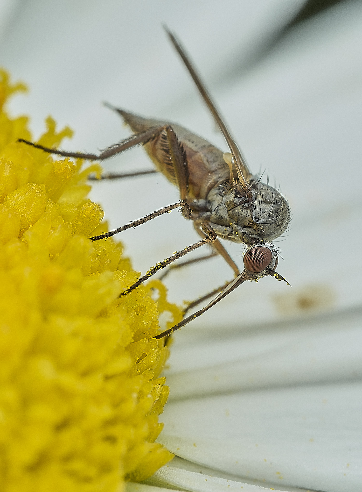 BartonBroadDaggerFly280526-5