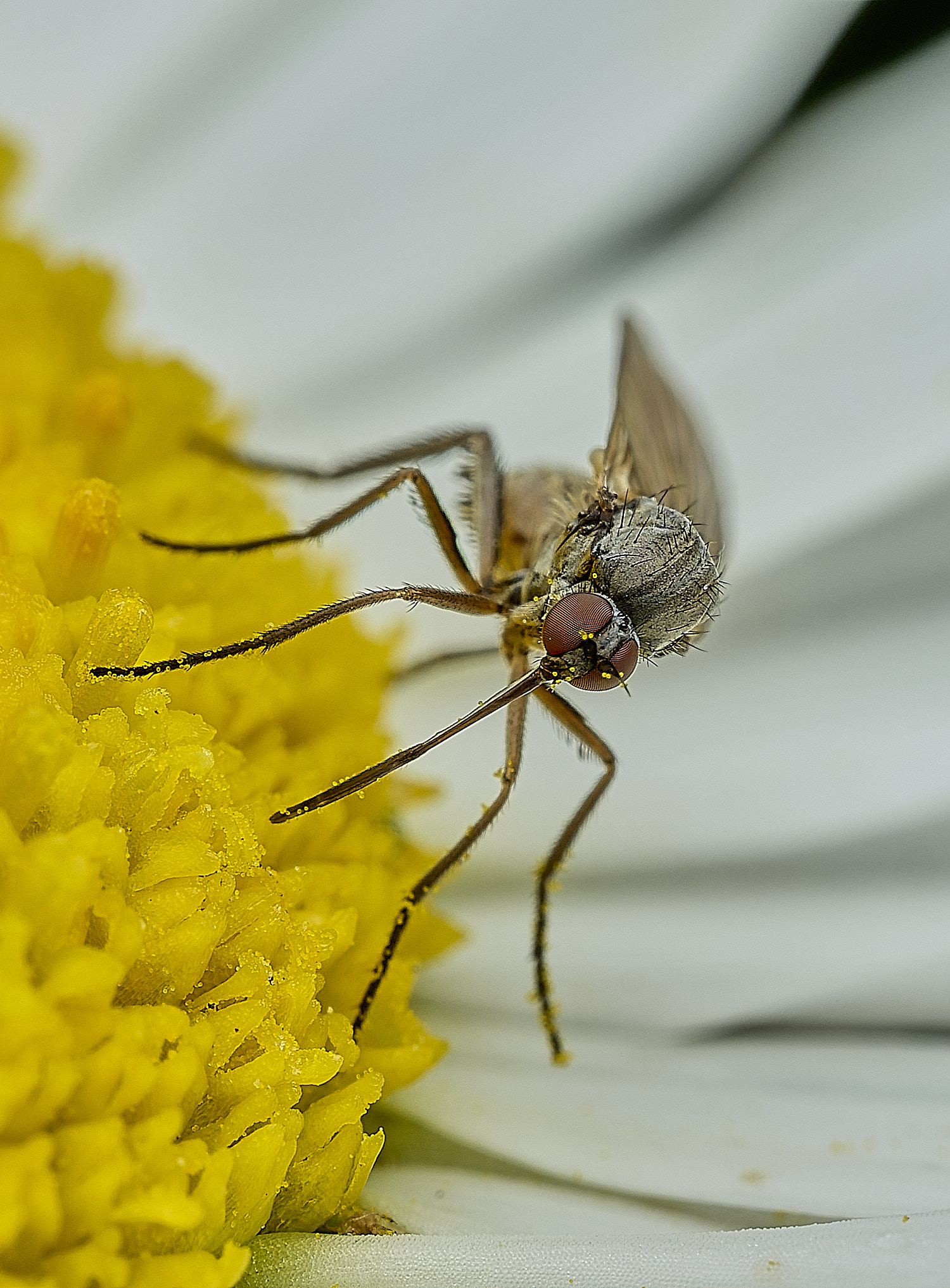 BartonBroadDaggerFly280526-6
