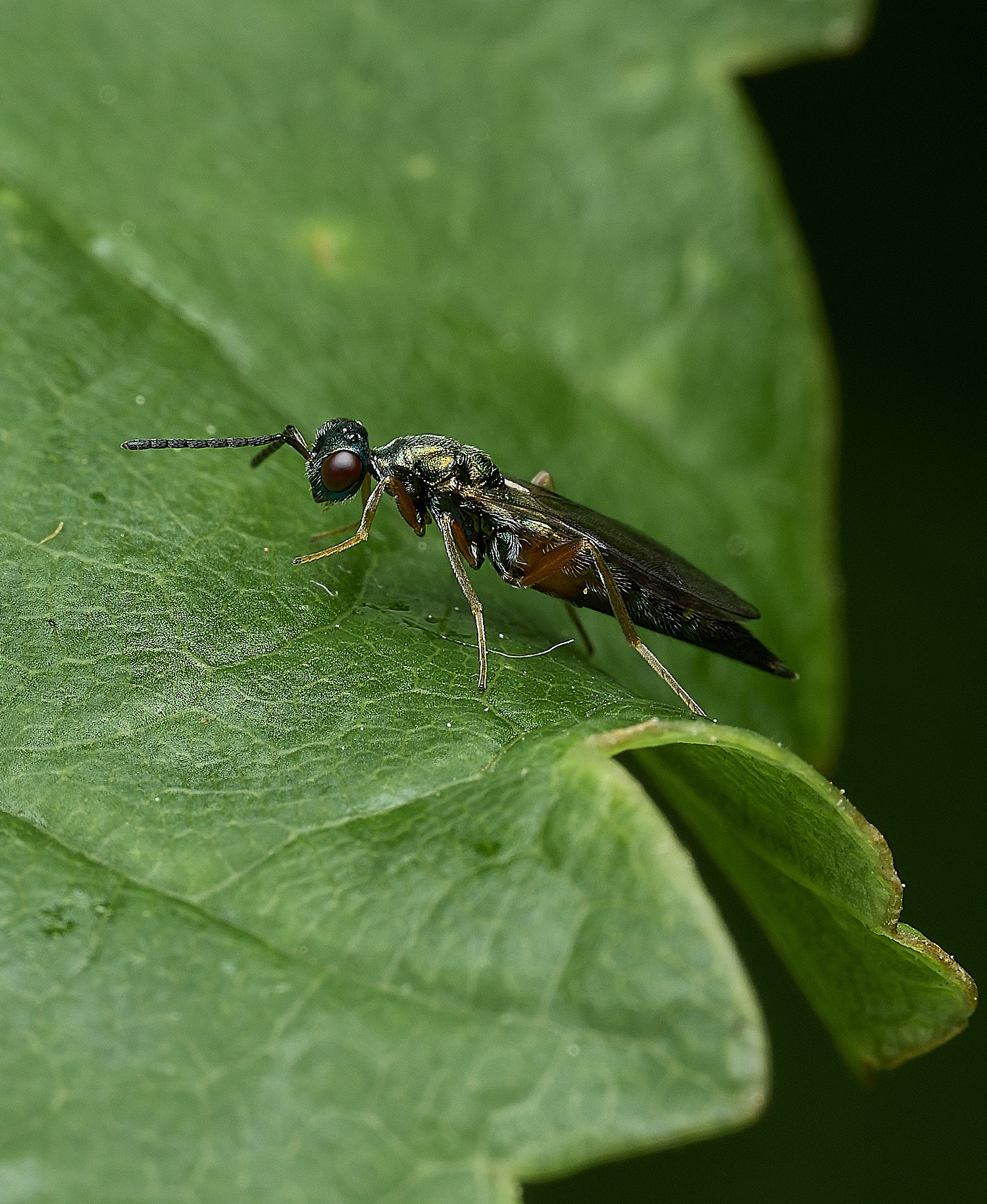 BartonBroadFlySp280526-2