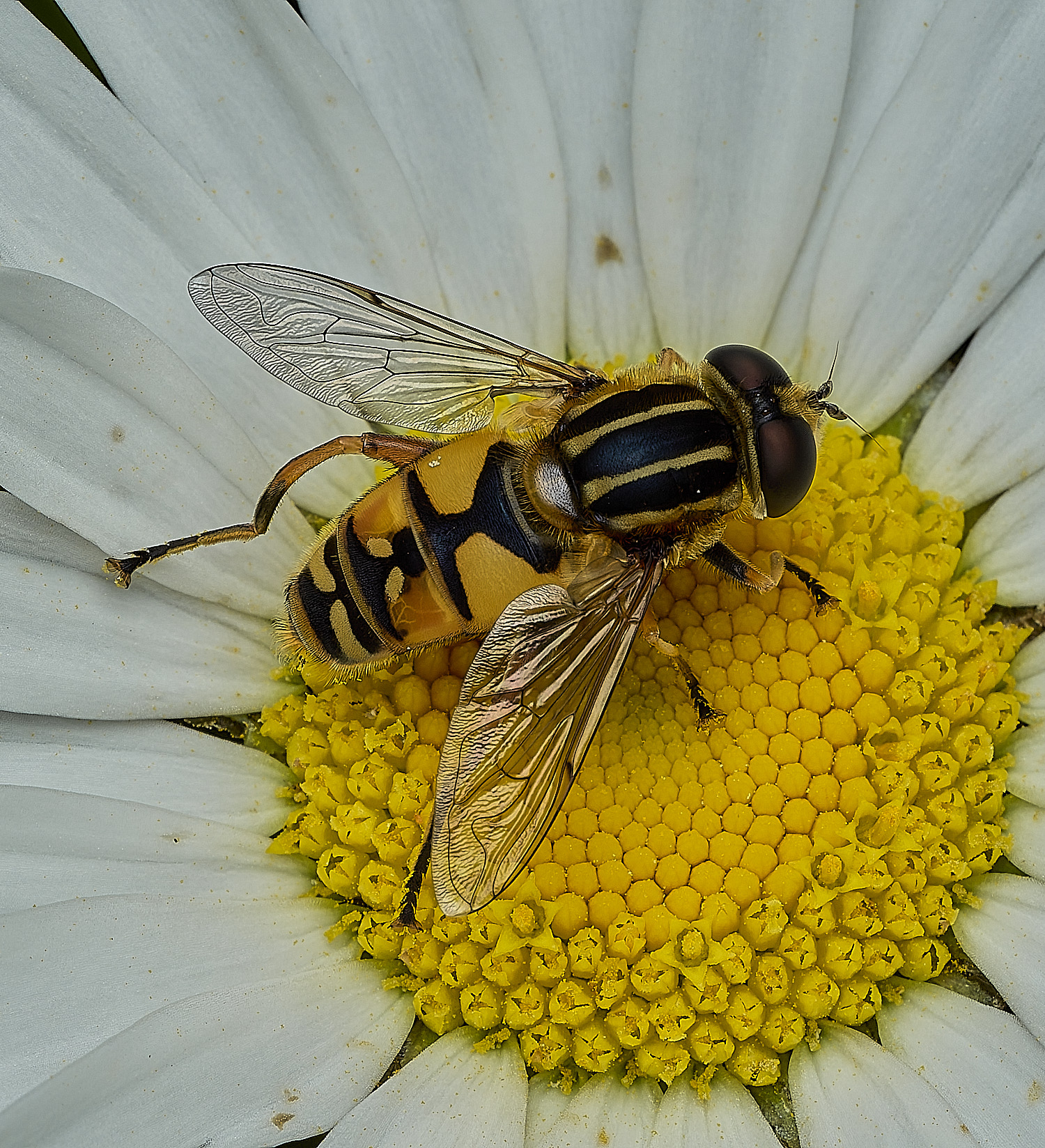 BartonBroadHover280526-1