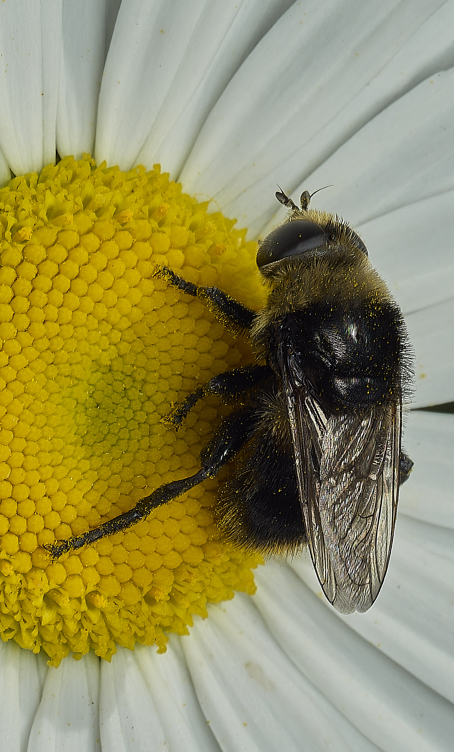 BartonBroadHoverfly280526-1