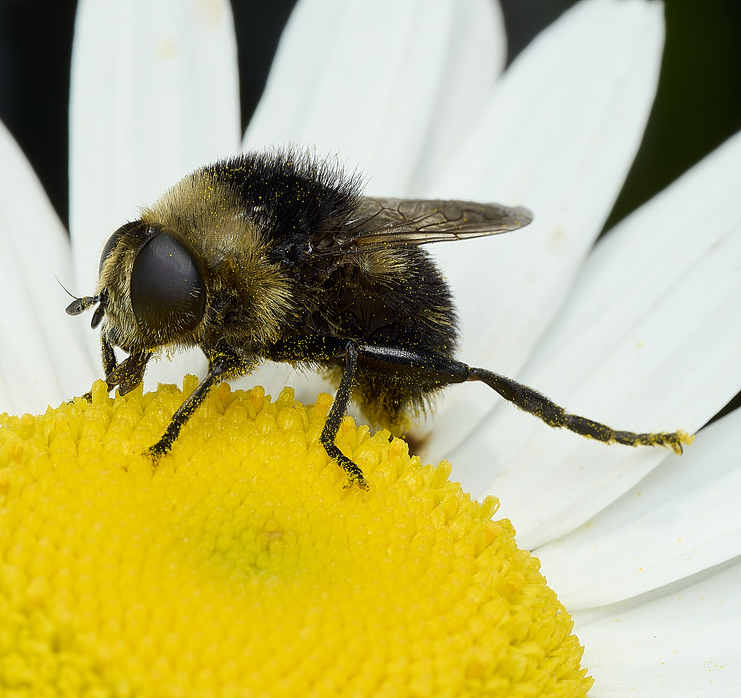 BartonBroadHoverfly280526-2