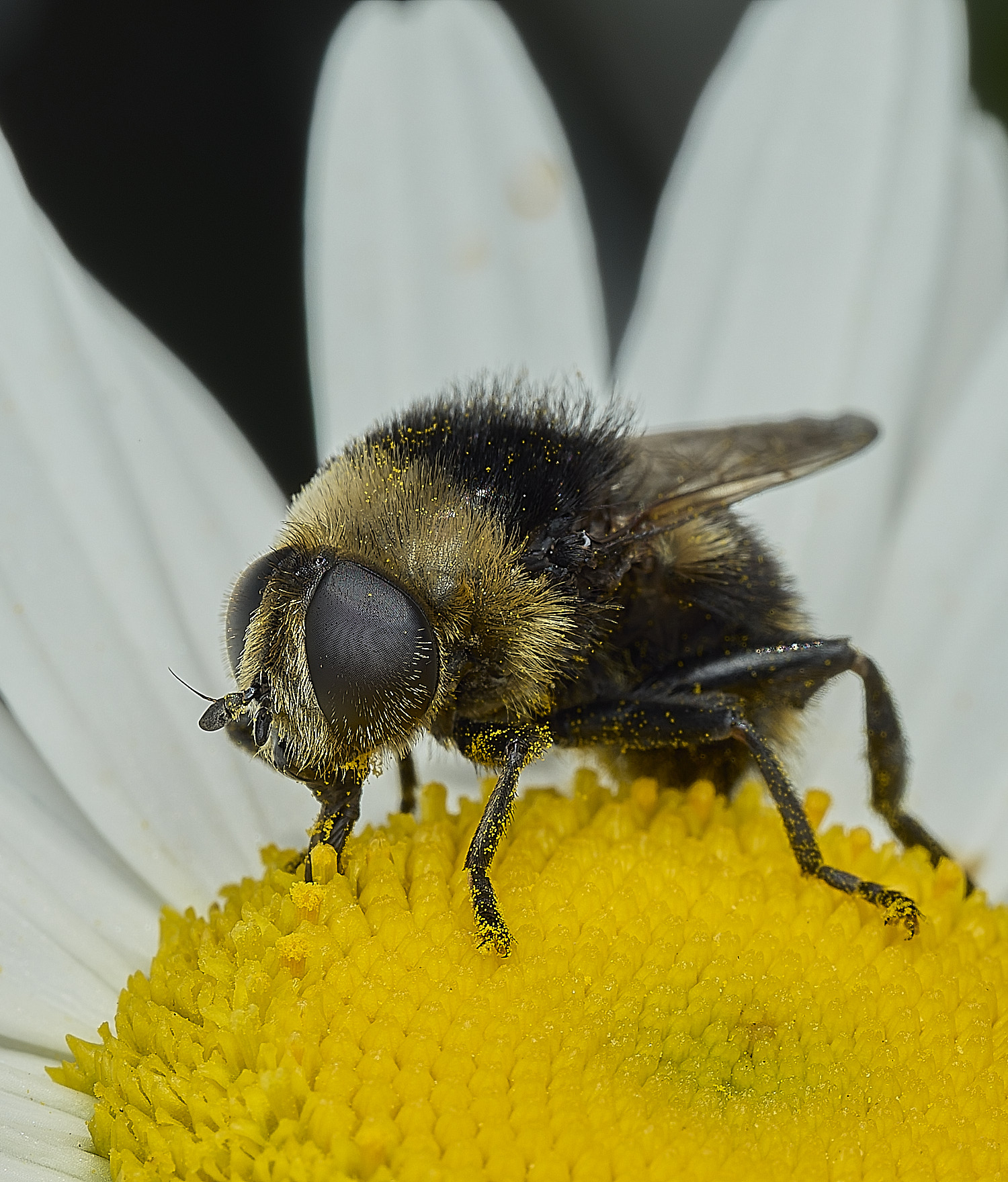 BartonBroadHoverfly280526-3