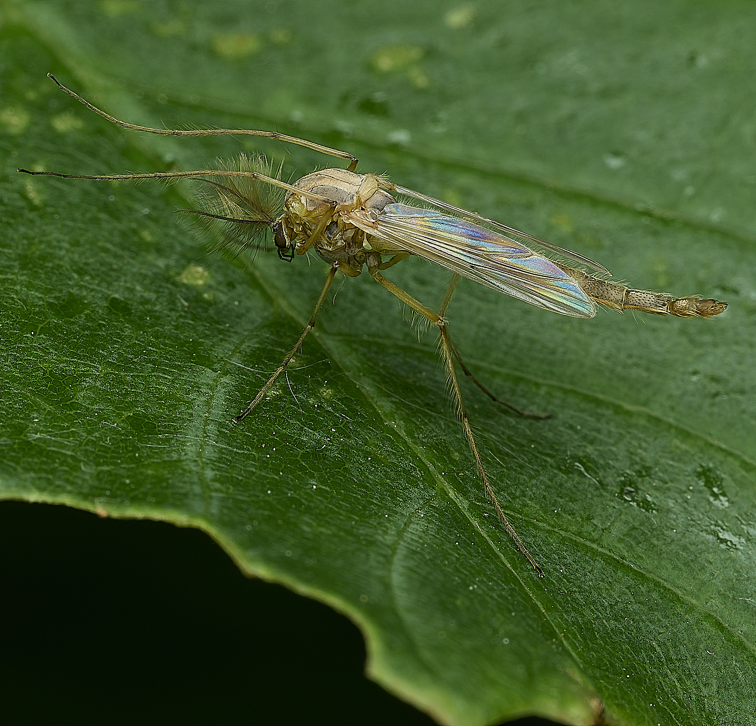 BartonBroadMidge280526-1