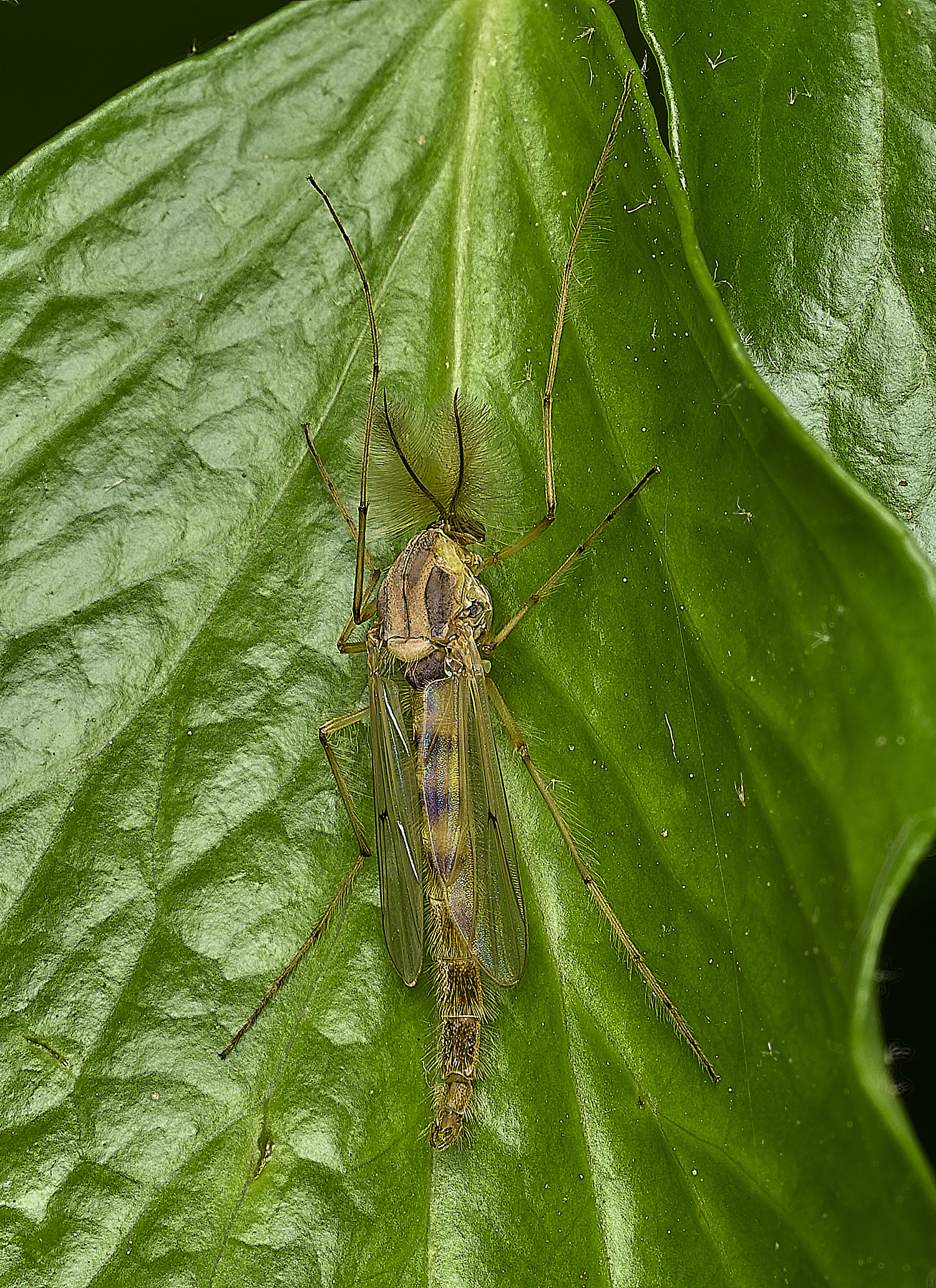 BartonBroadMidge280526-2