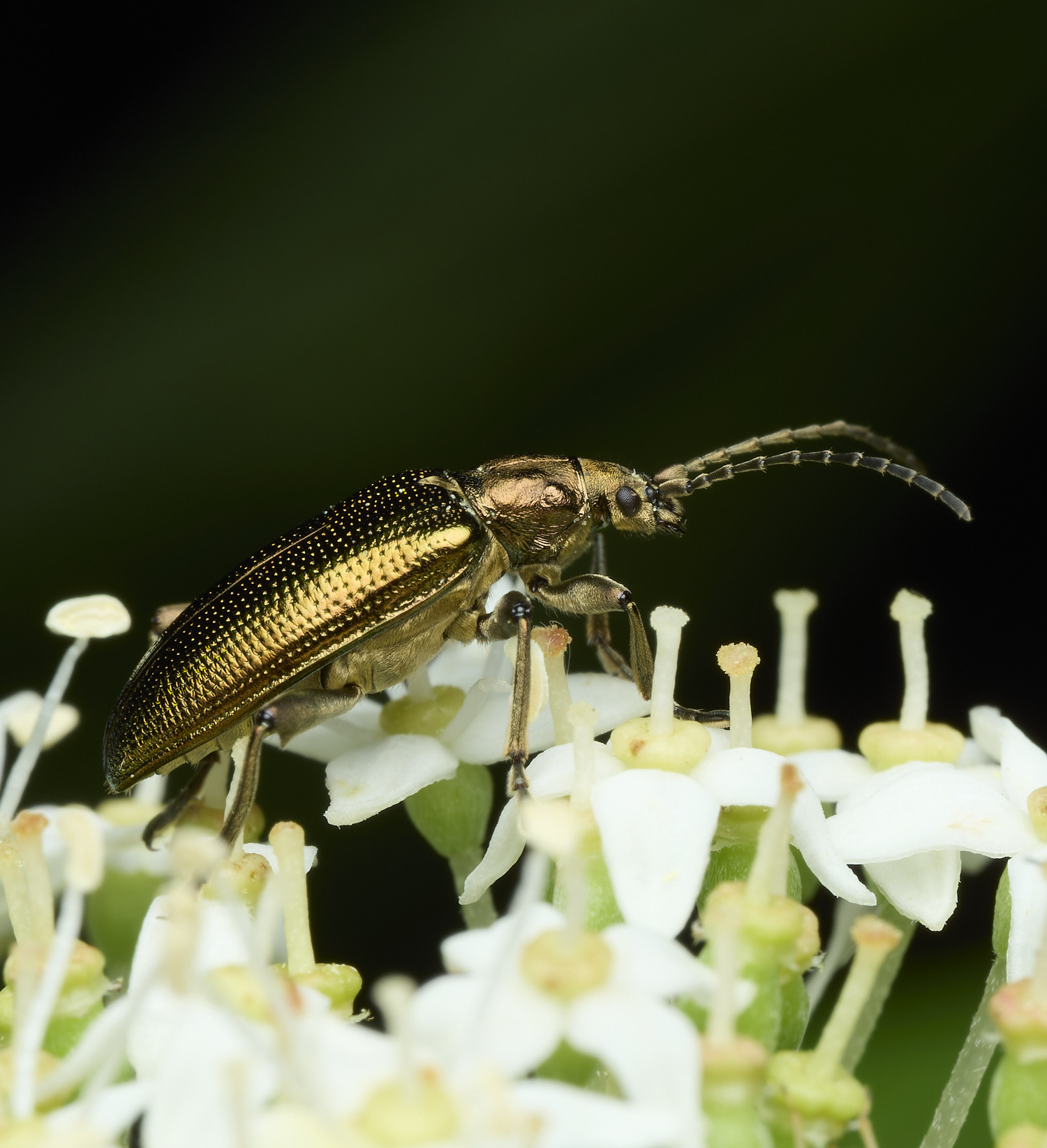 BartonBroadReedBeetle280526-1