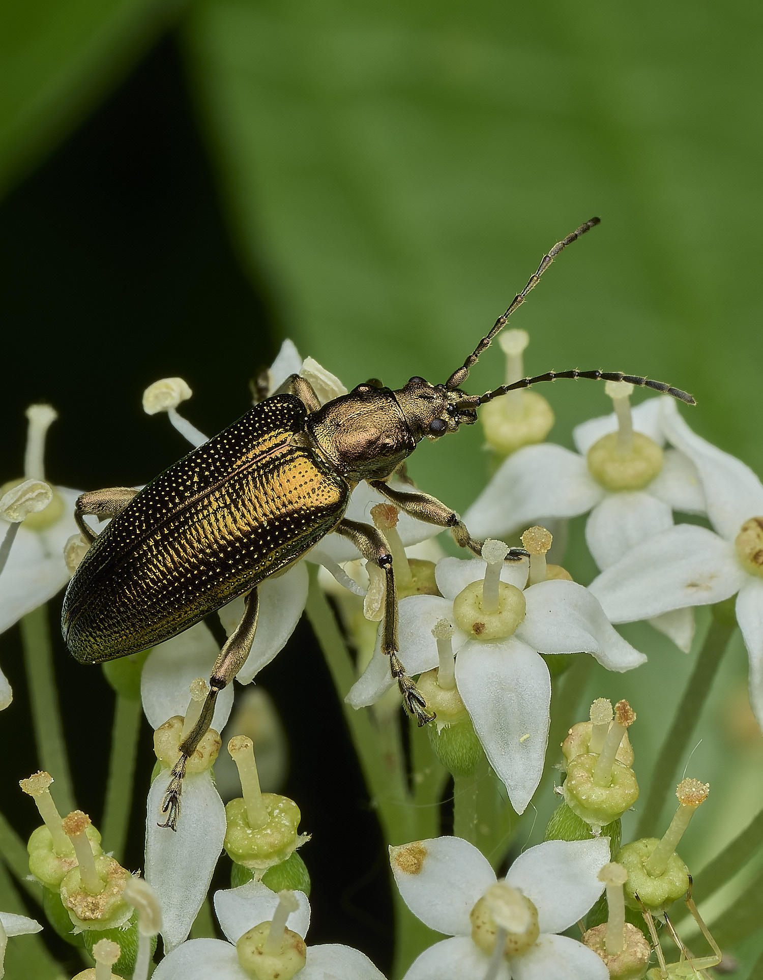 BartonBroadReedBeetle280526-2