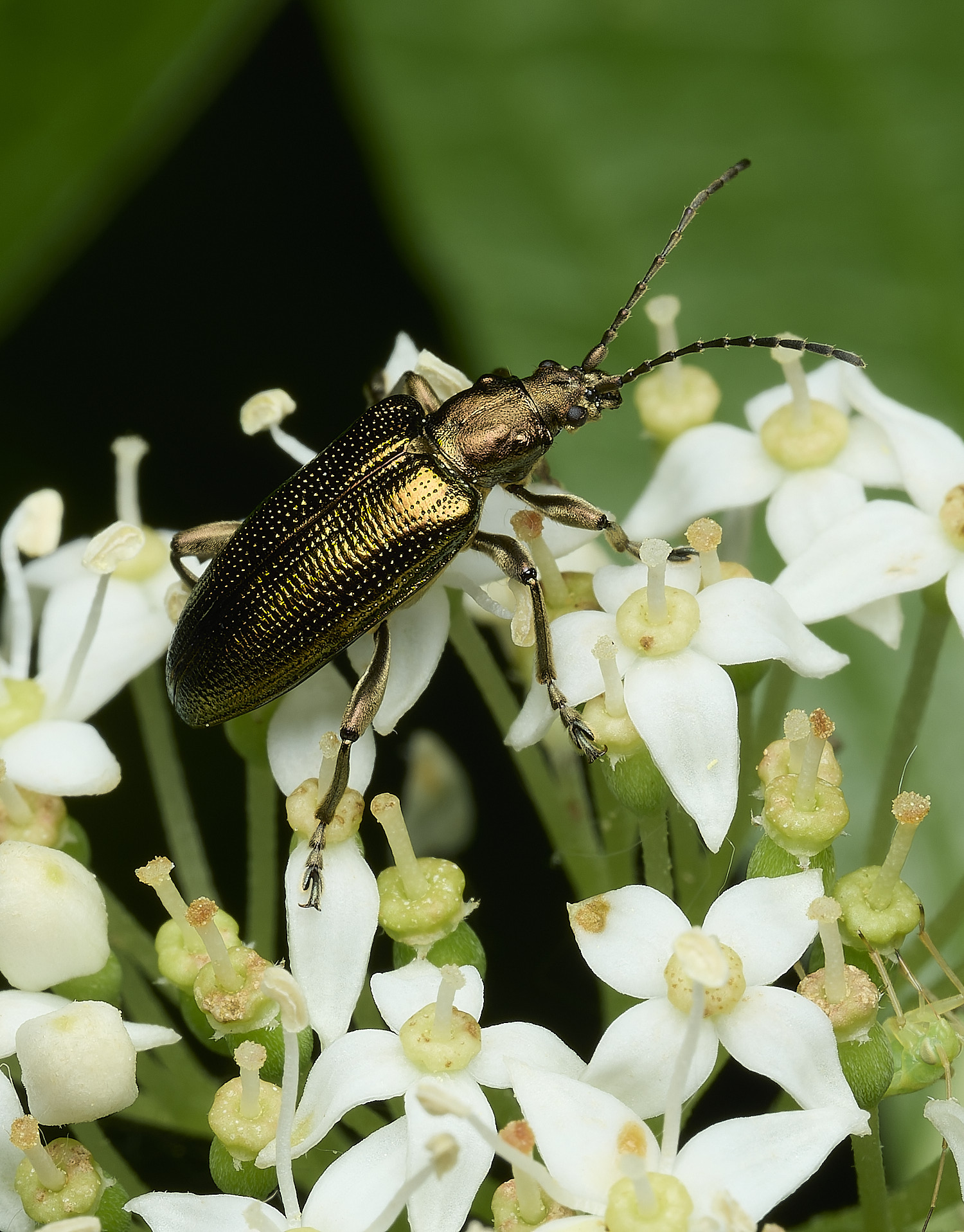 BartonBroadReedBeetle280526-3