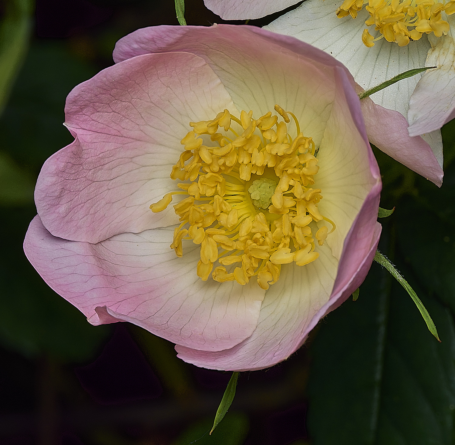 BartonBroadRose280526-1