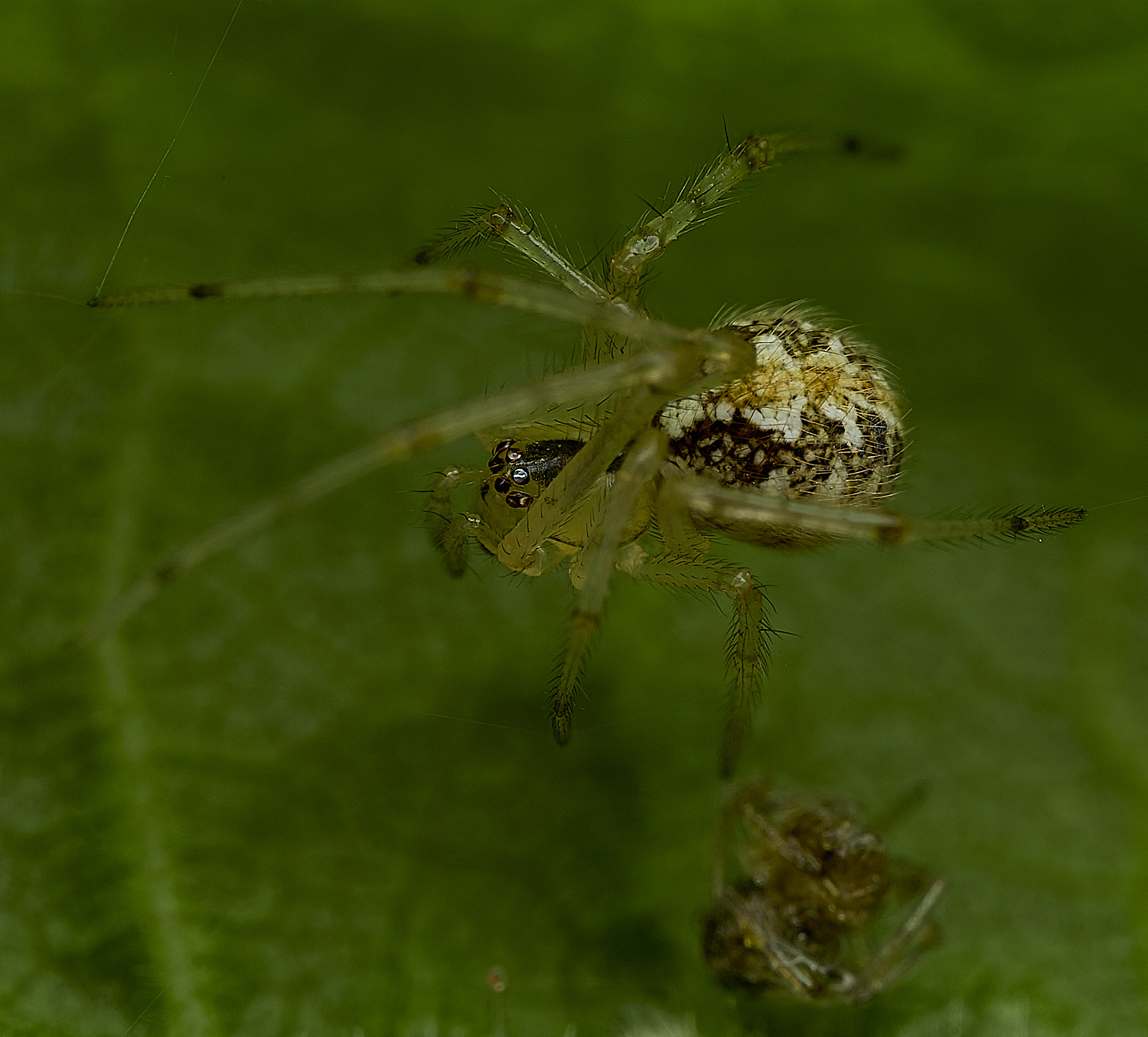 BartonBroadSpider2280526-1