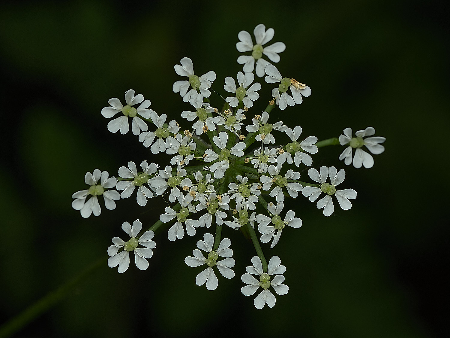 BartonBroadUmbellifer280526-1