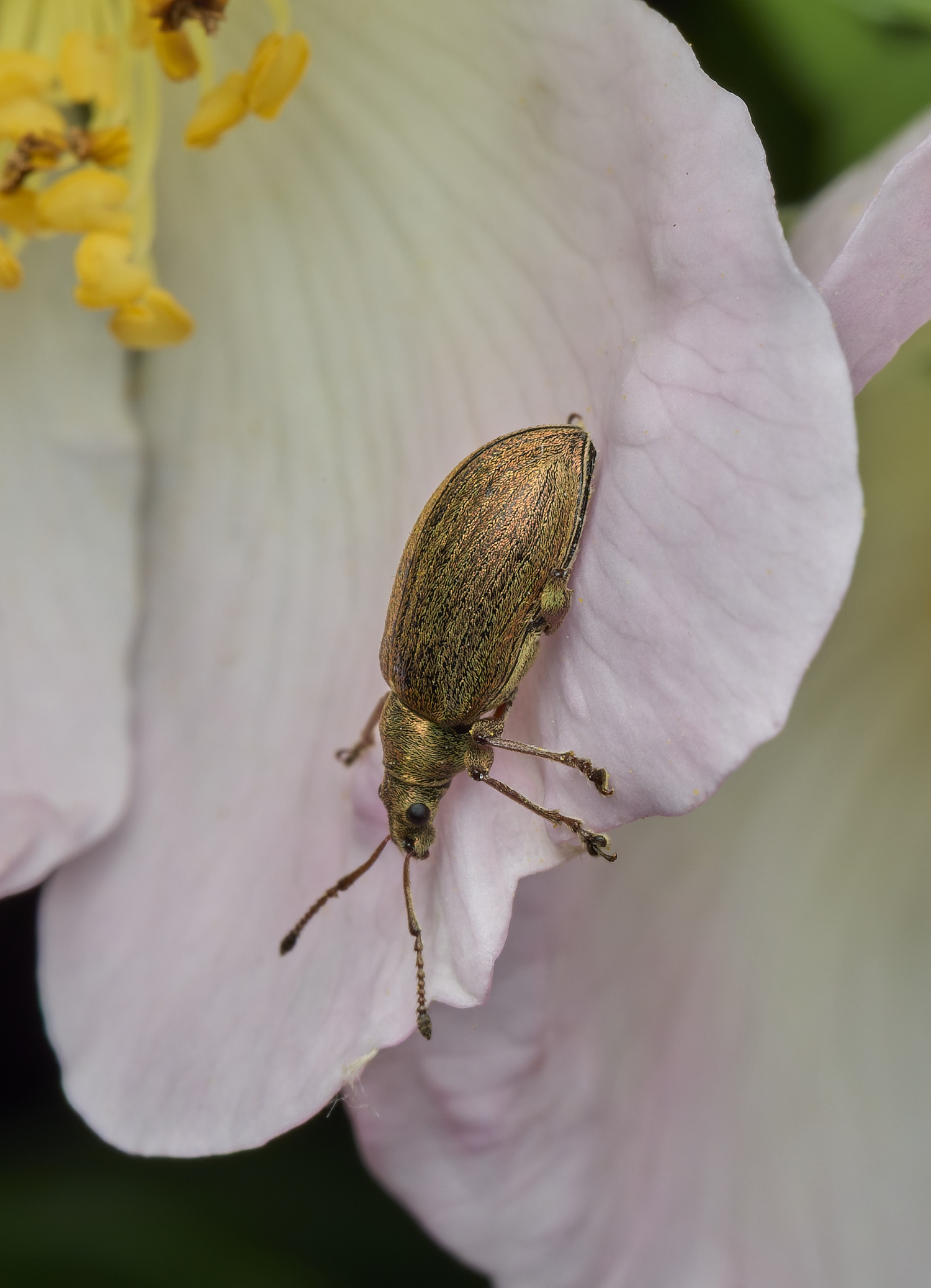 BartonBroadWeevil280526-1