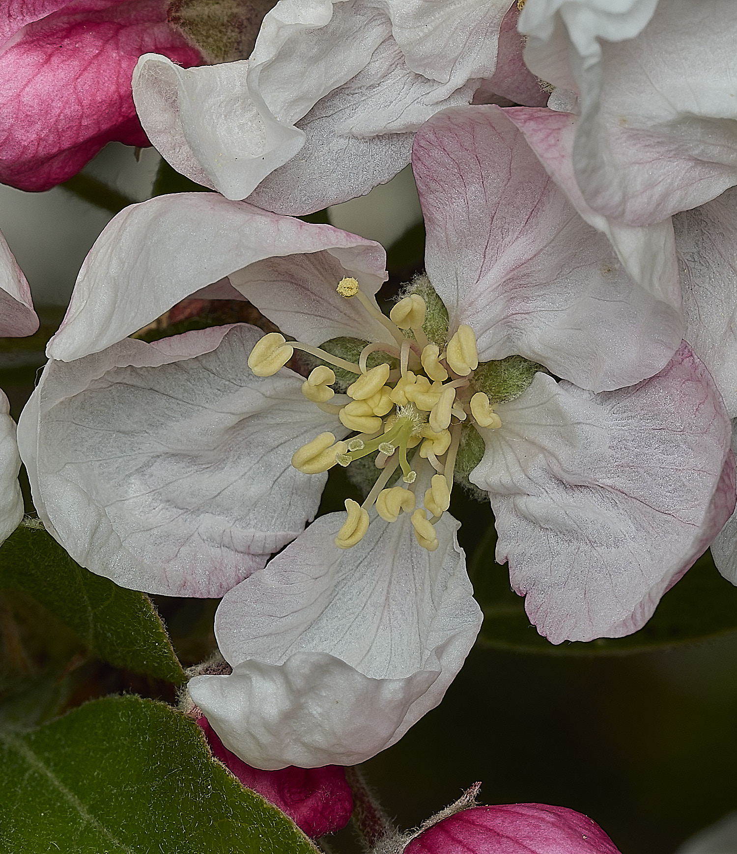 BeestonApple260426-1