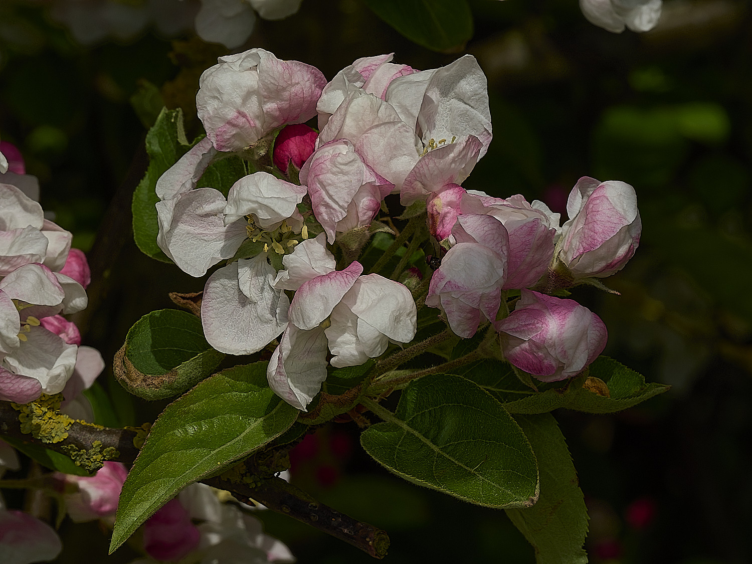 BeestonApple260426-2
