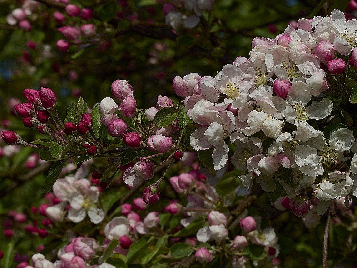 BeestonApple260426-3
