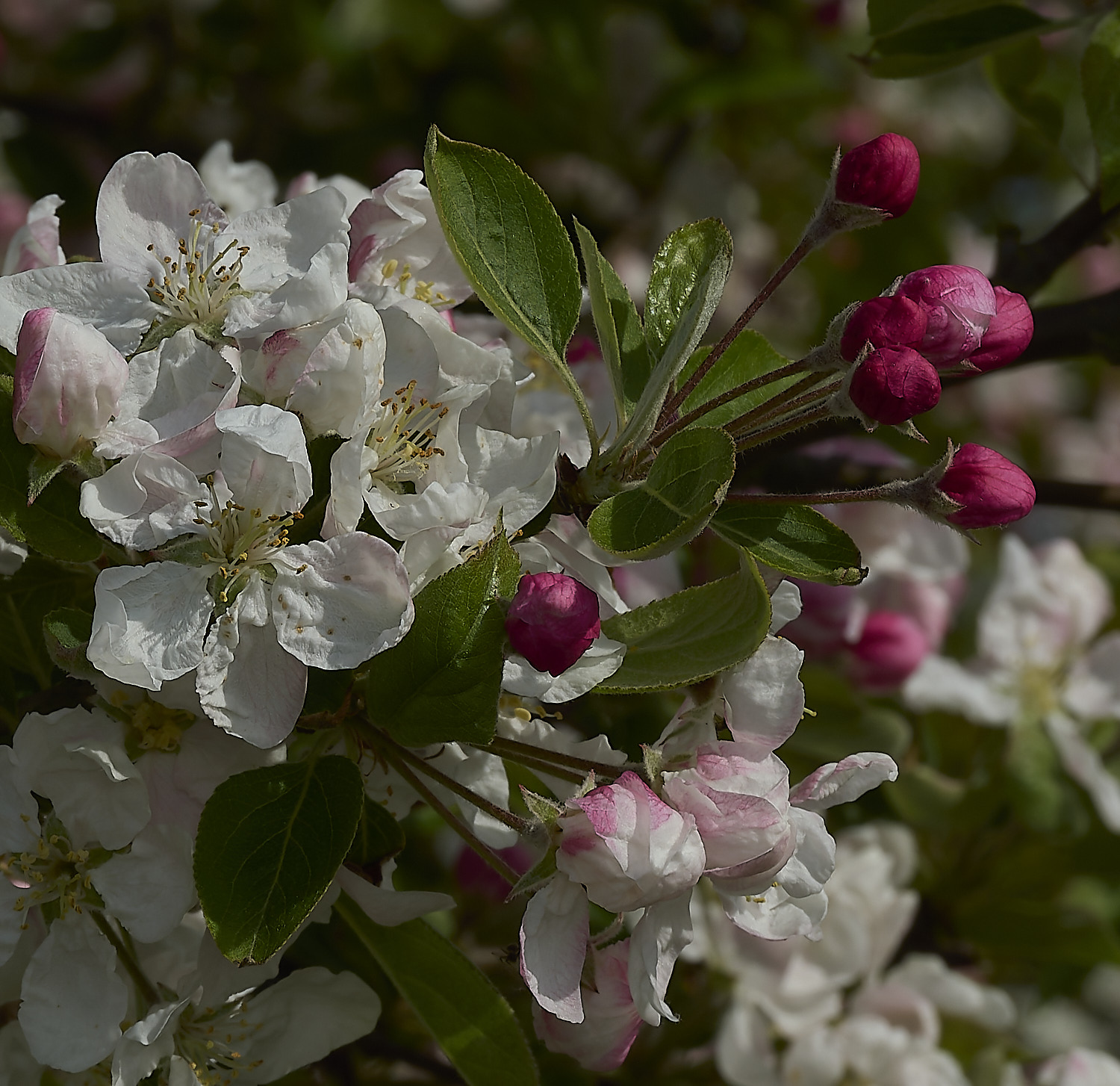 BeestonApple260426-4