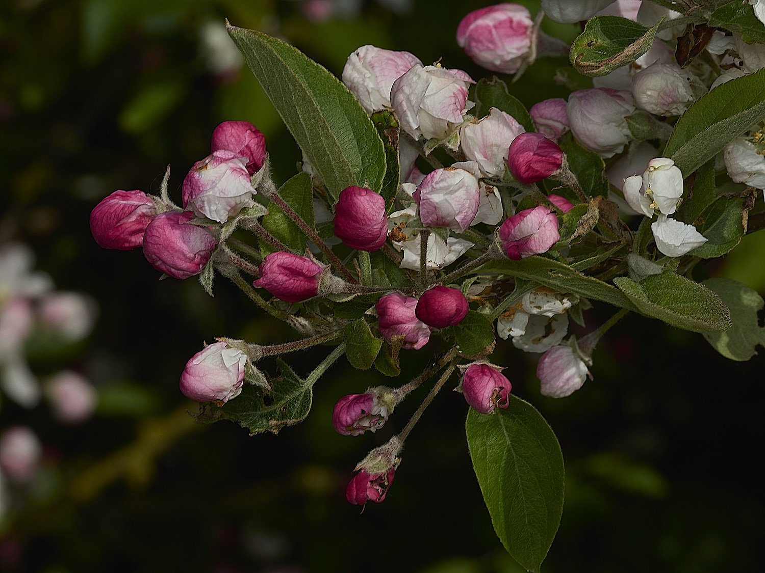BeestonApple260426-5
