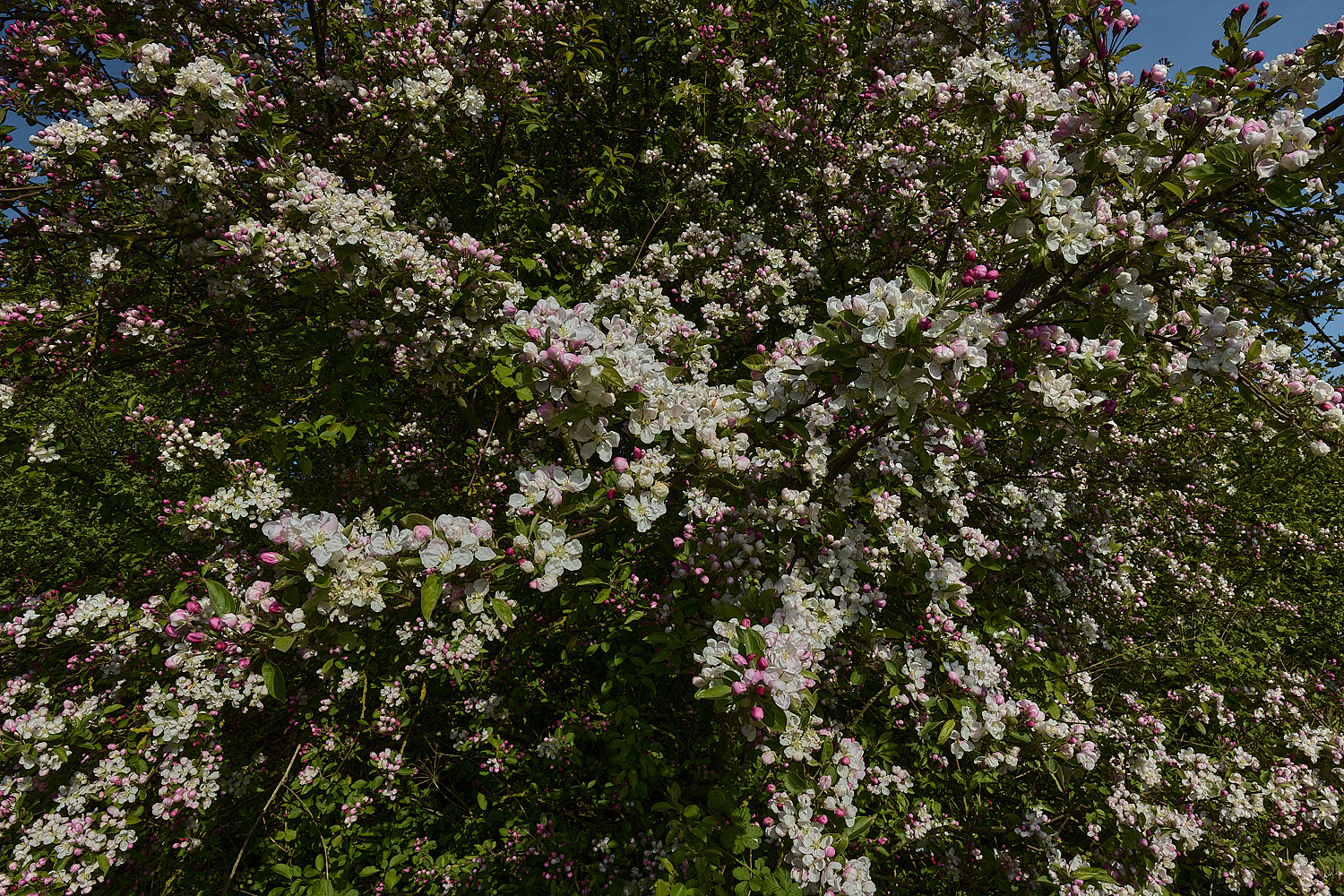BeestonApple260426-7