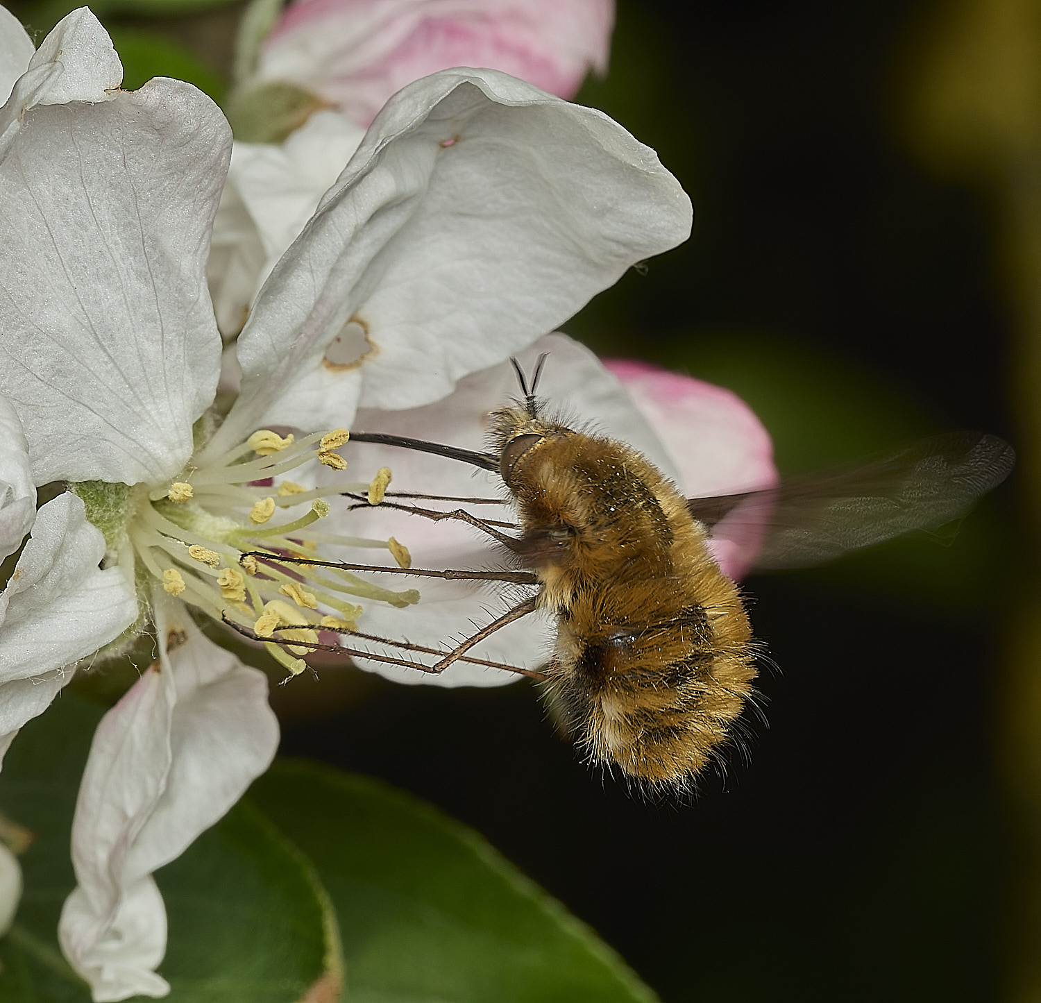 BeestonBeeFly260426-1