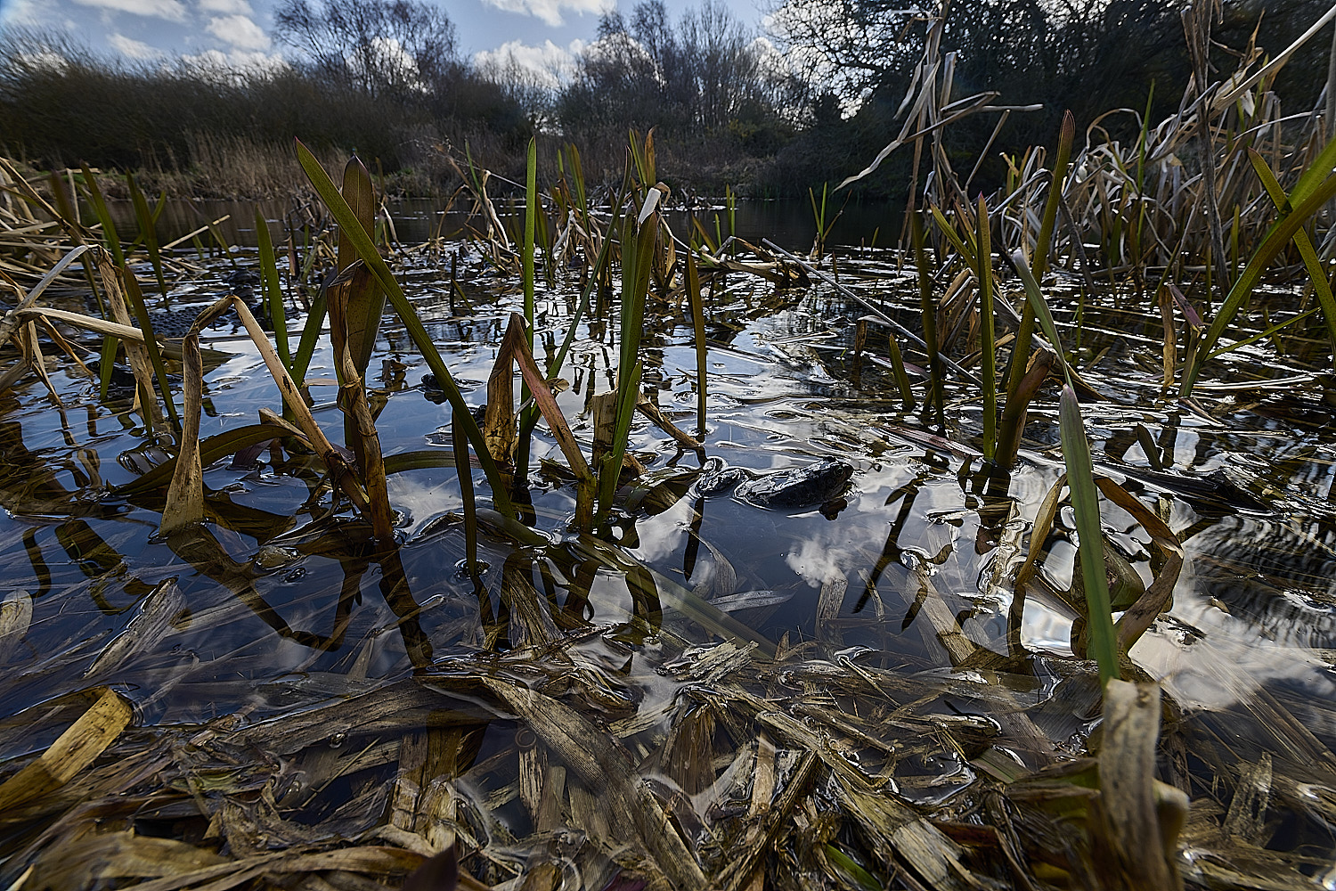 BeestonCommon1103026-2