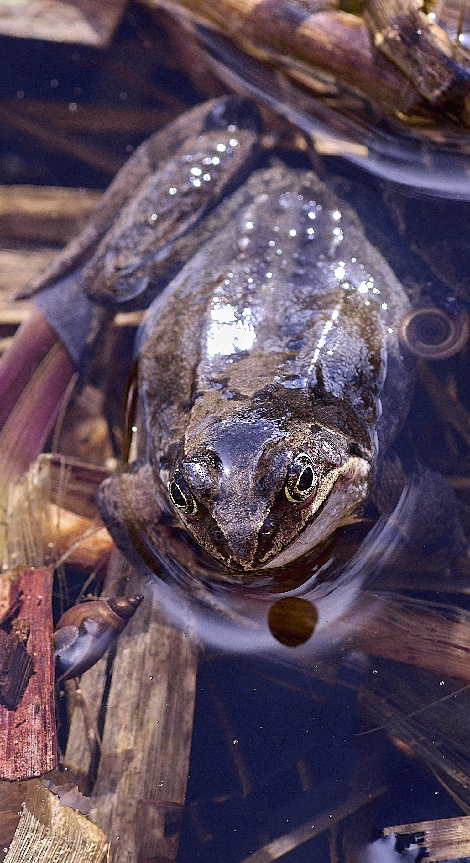 BeestonCommonFrog110326-1