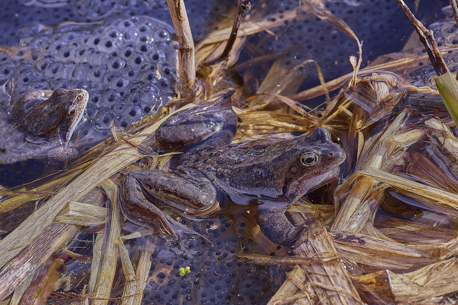 BeestonCommonFrog110326-3