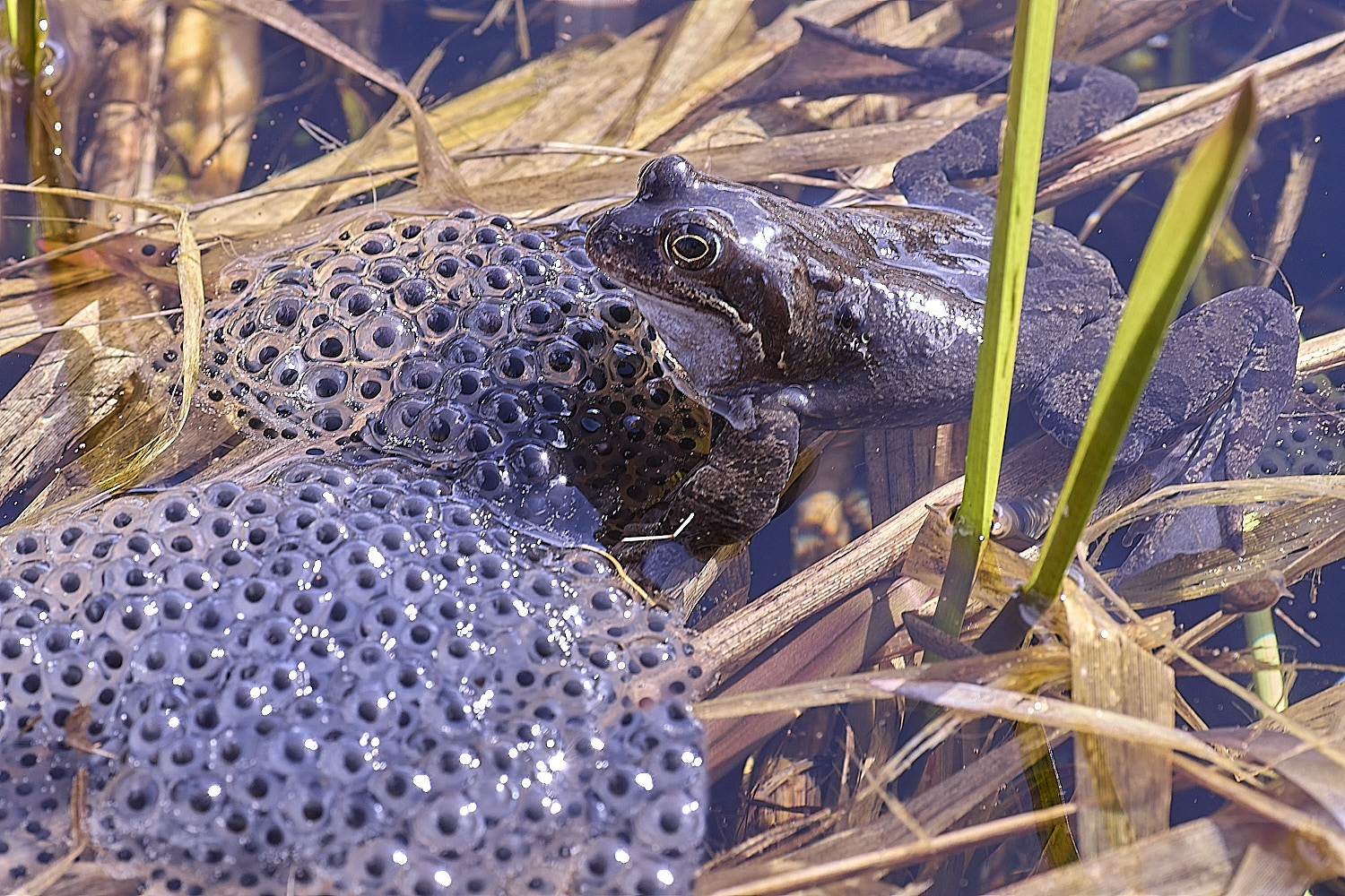 BeestonCommonFrog110326-4