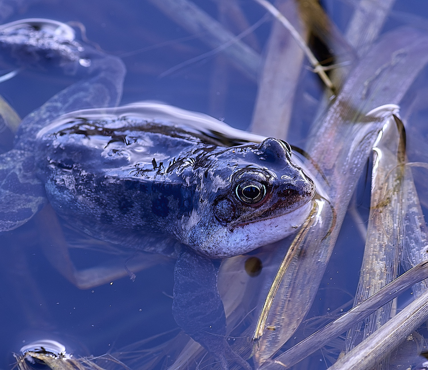 BeestonCommonFrog110326-8