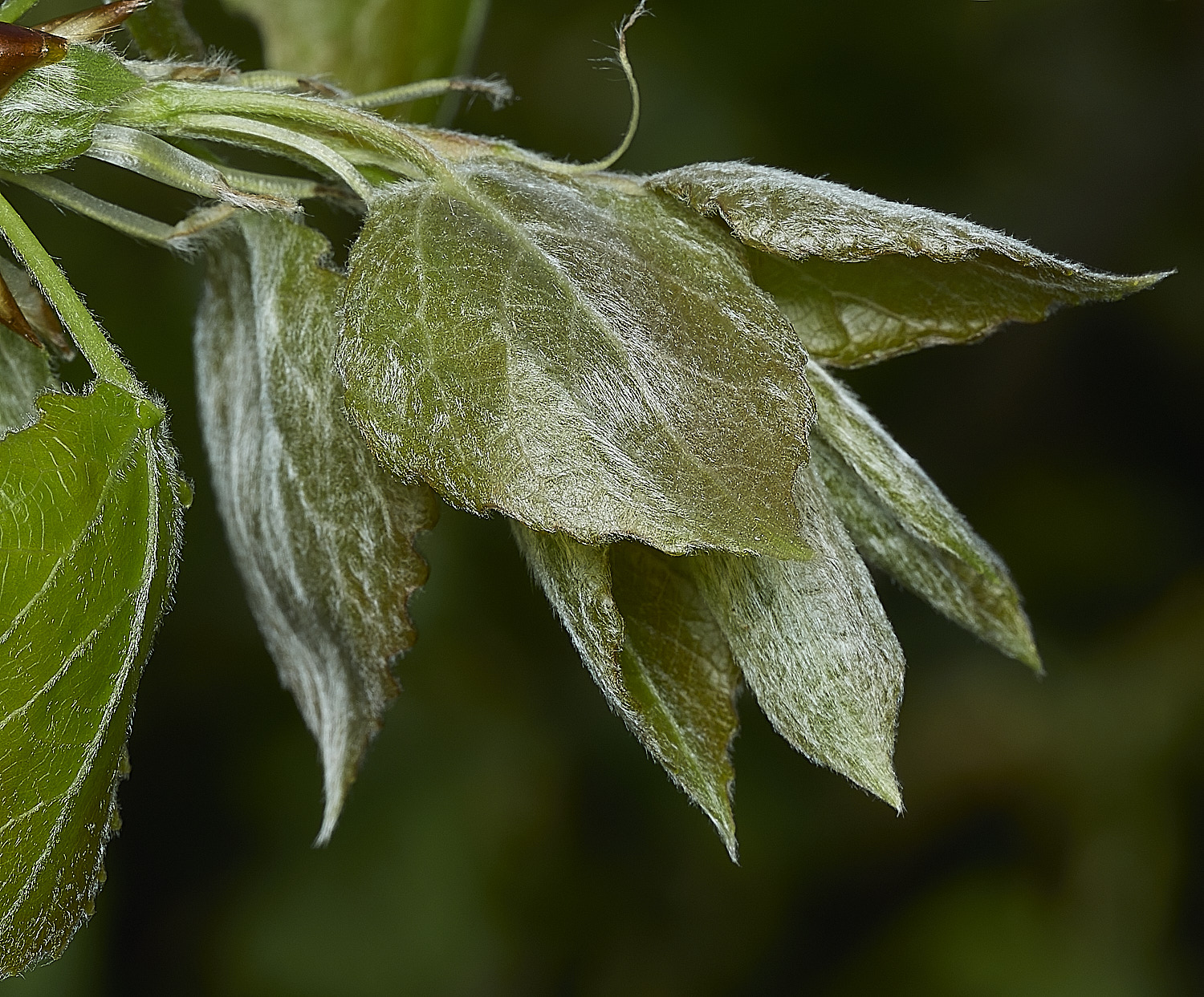 BeestonDownyBirch260426-1