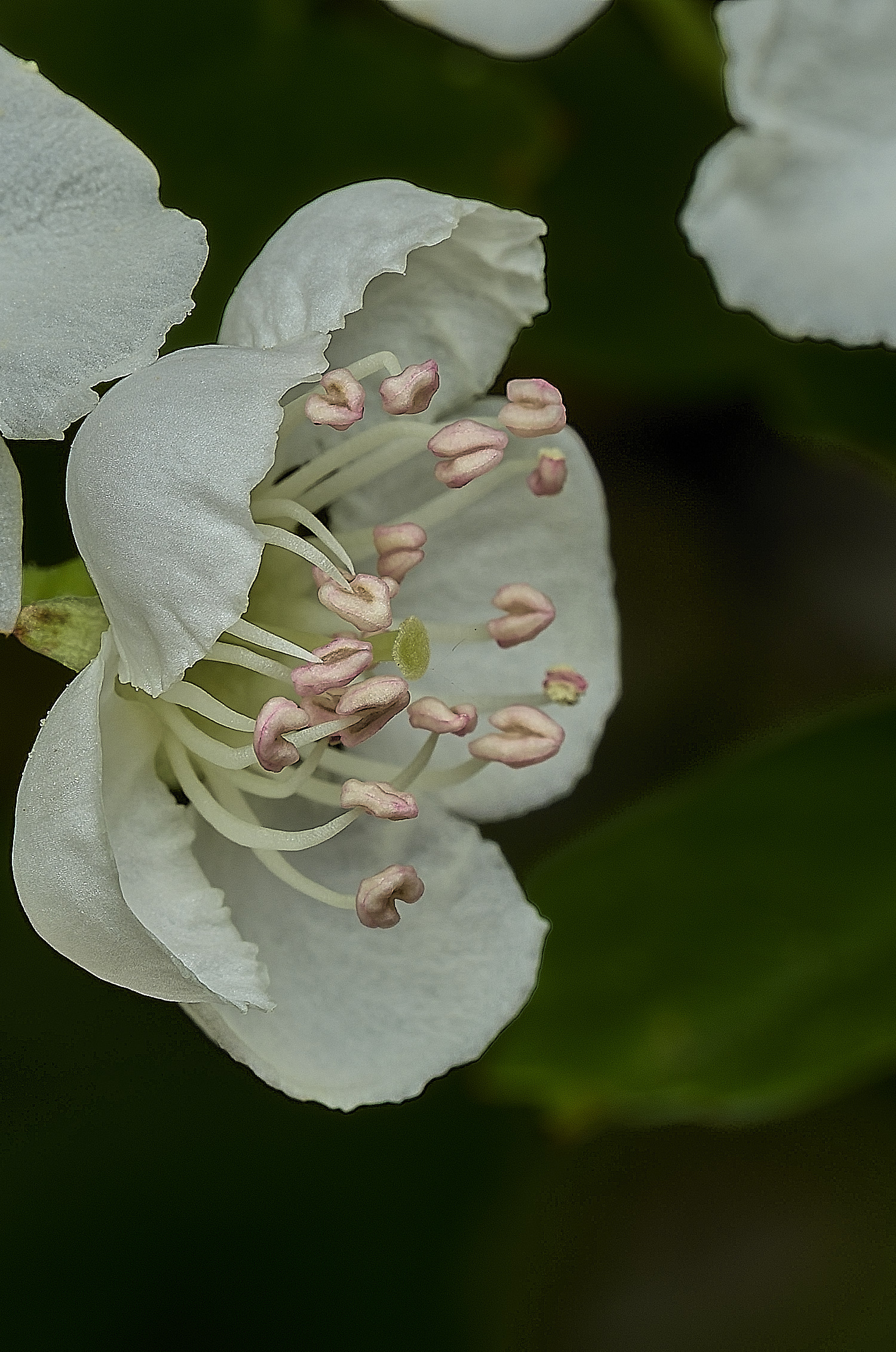 BeestonHawthorne260426-1