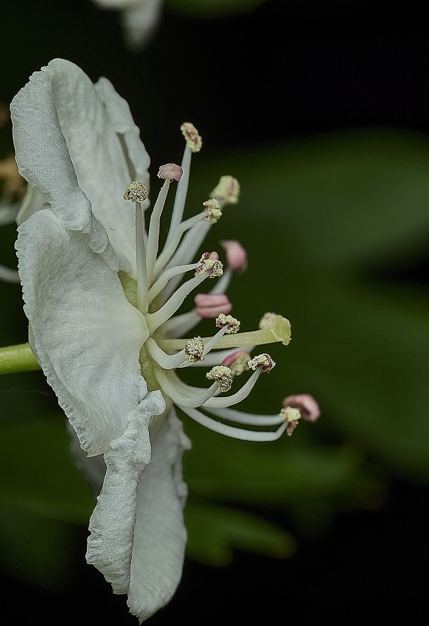 BeestonHawthorne260426-3