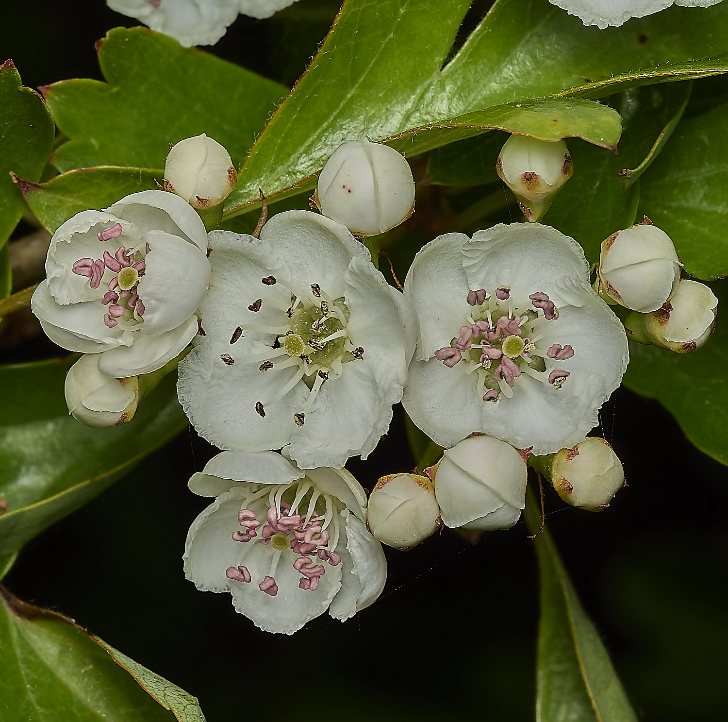 BeestonHawthorne260426-4