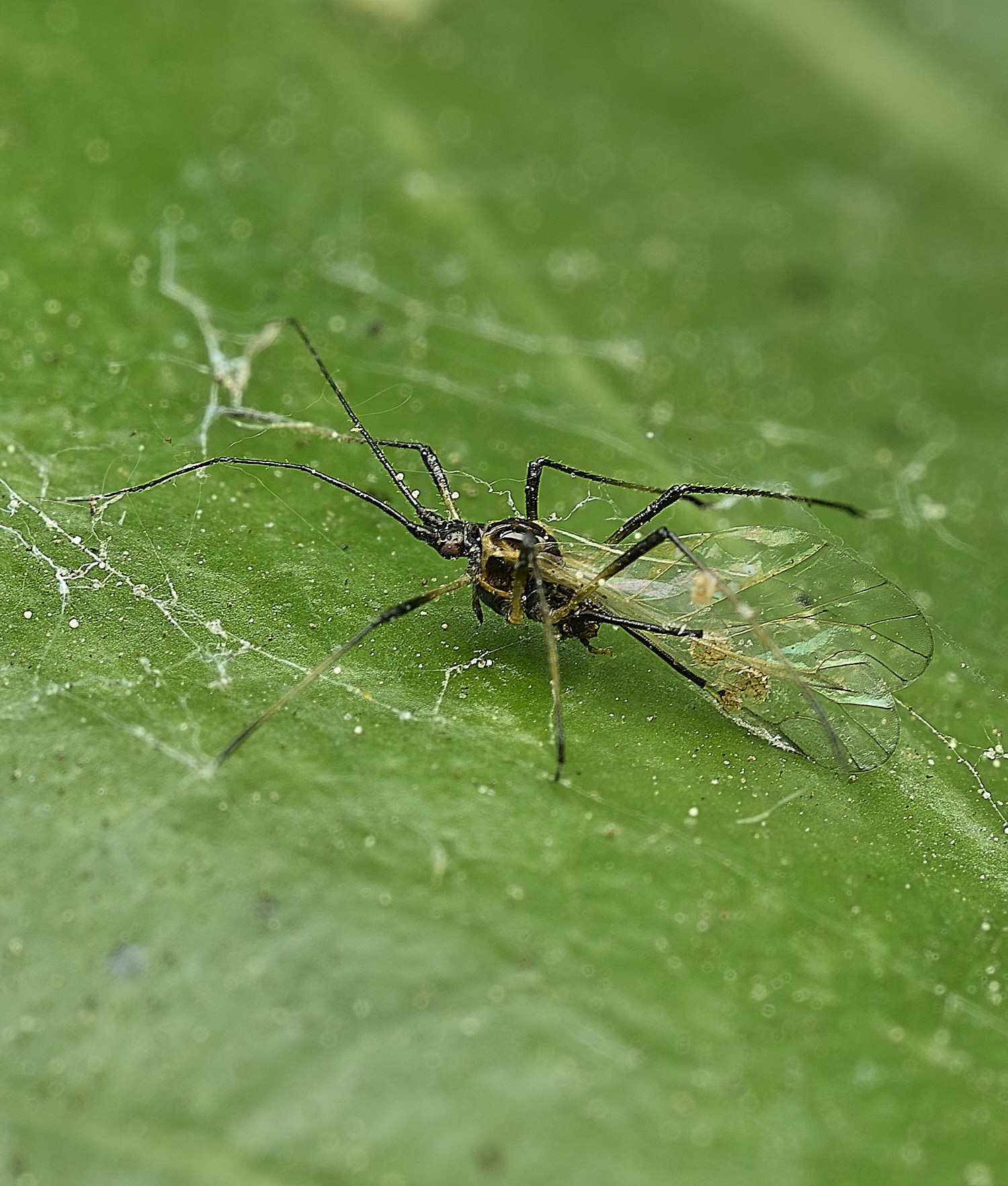 BeestonIvyAphid010626-1